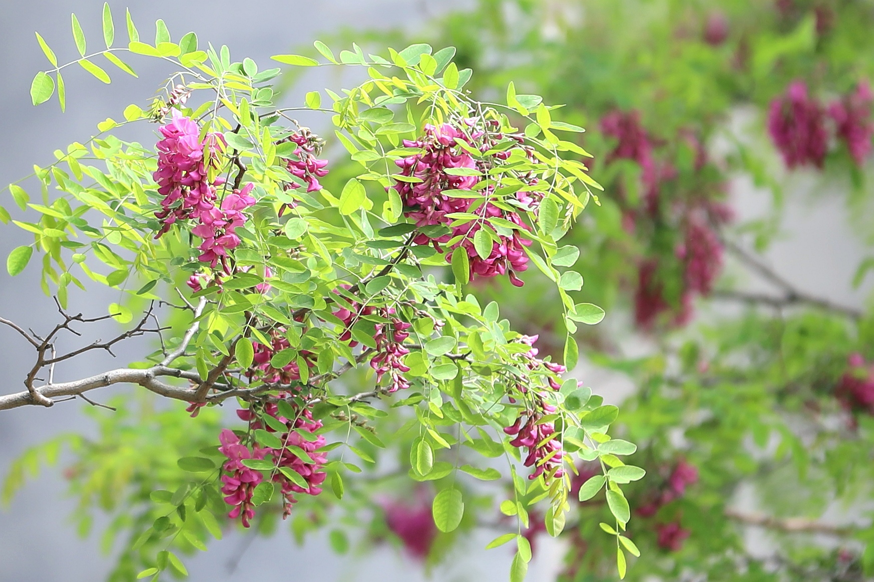 【百花园】红花刺槐花