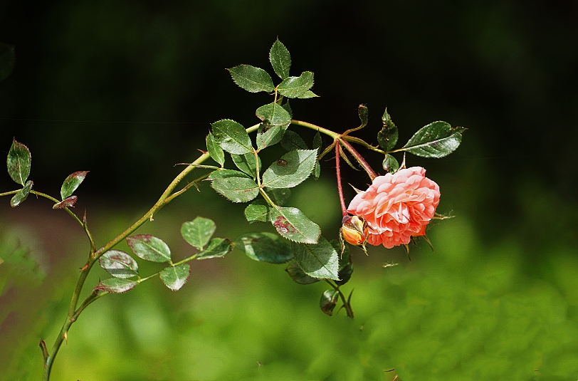 红艳凝香月季花
