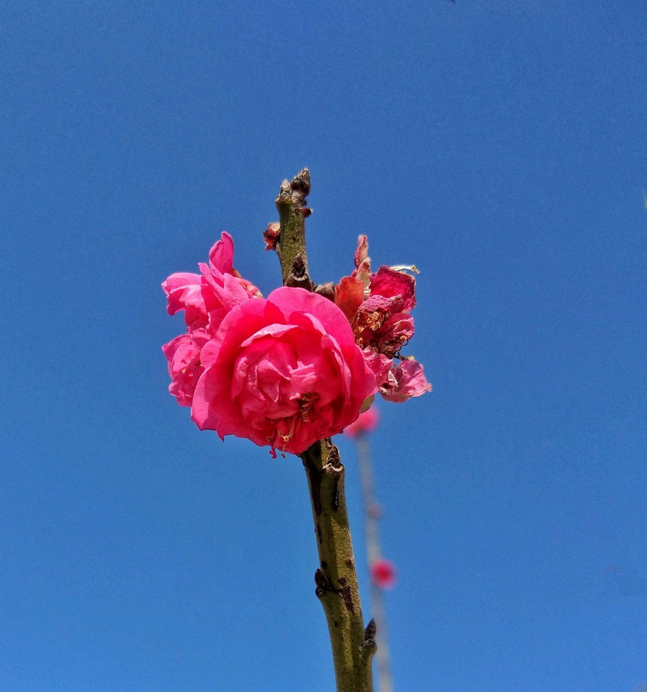 首发红梅报春