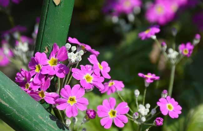 樱花草花语:除你以外,别无他爱