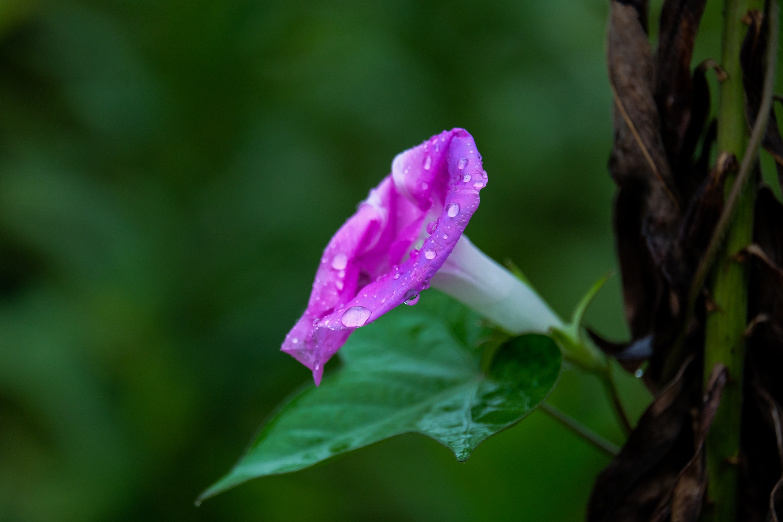 雨中牵牛花(二)【vv首发】