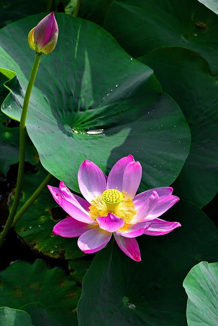 繁花似锦度夏炎（图7）