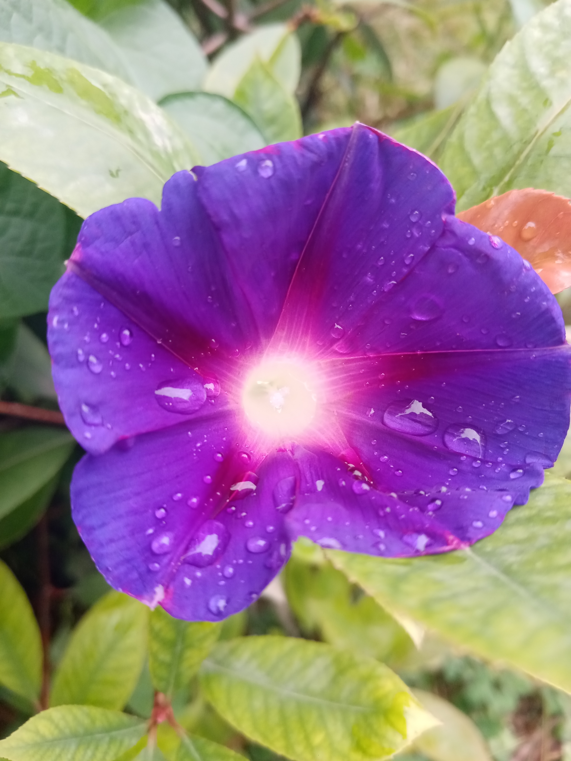 雨后的花瓣上挂着晶莹剔透的水珠,看上去,水嫩嫩的,格外娇柔漂亮