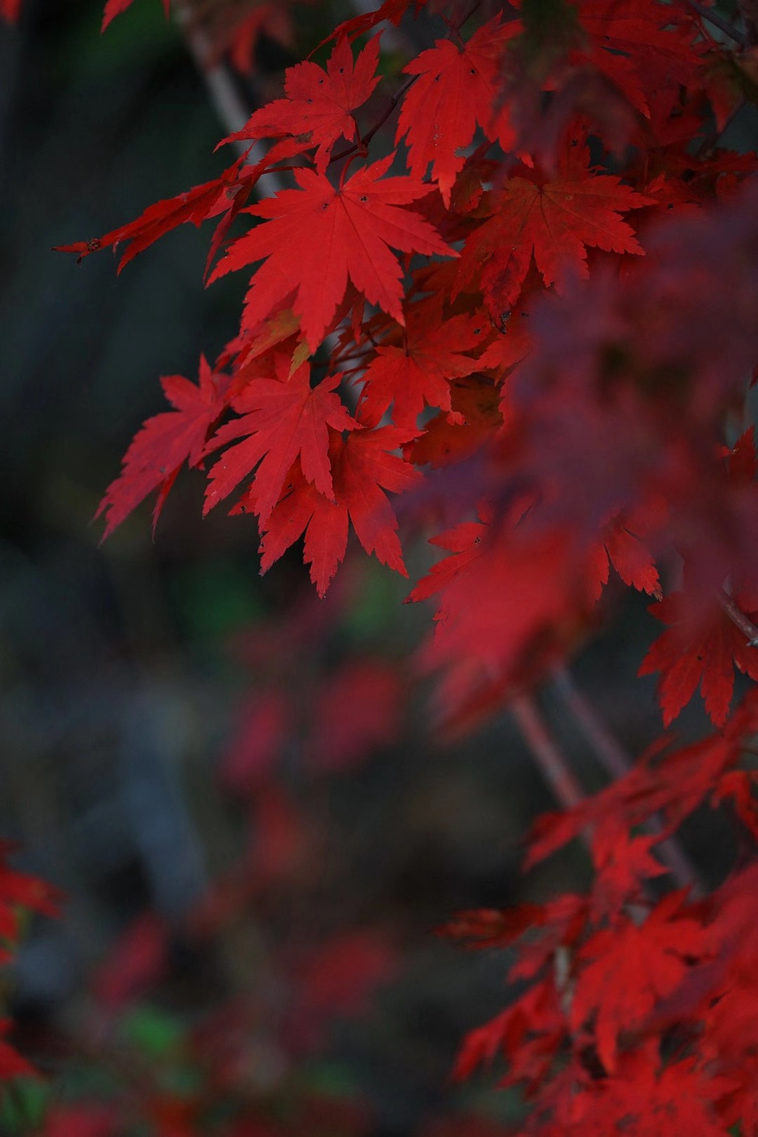 秋天的枫树高清摄影大图-千库网