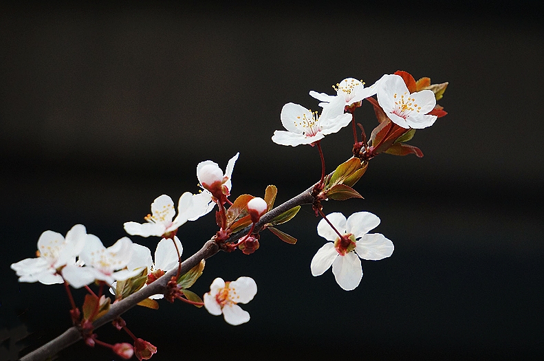 春天 紫叶李开花了