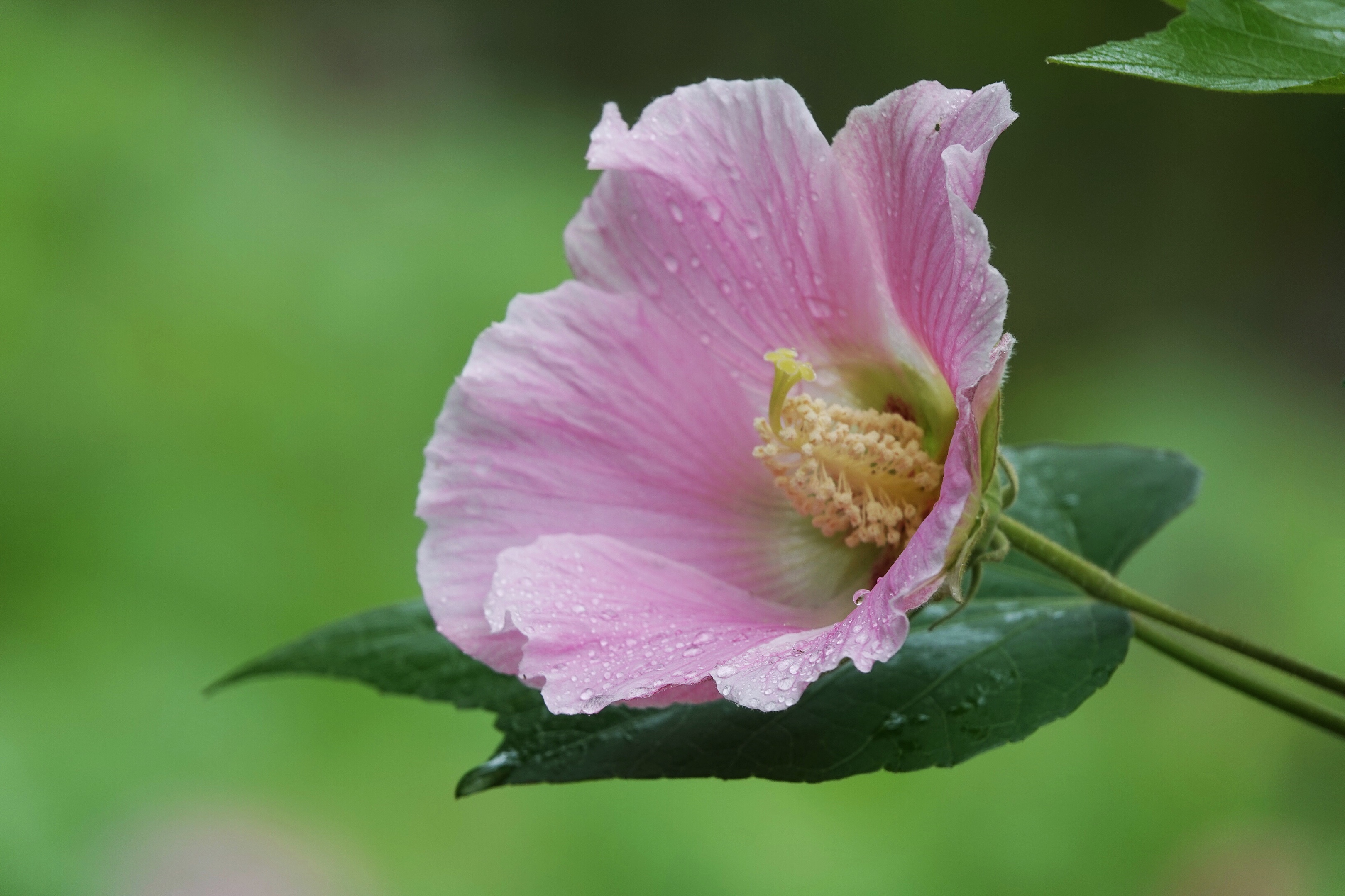 雨中,与芙蓉花倾情相遇