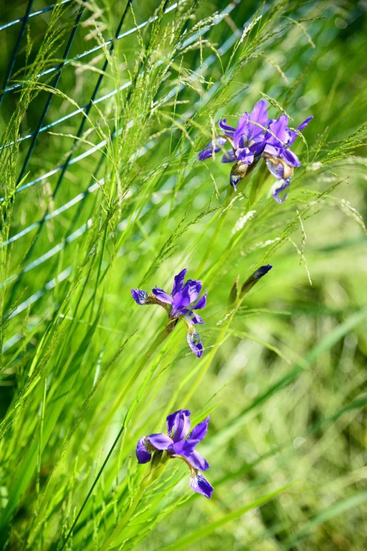 繁花似锦度夏炎（图11）