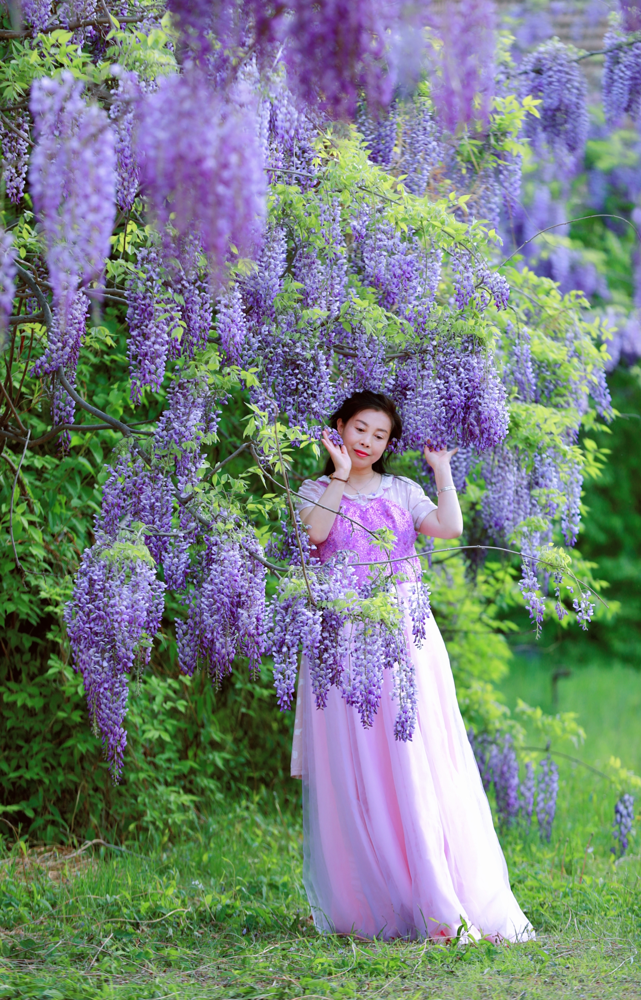 户外人像紫藤花