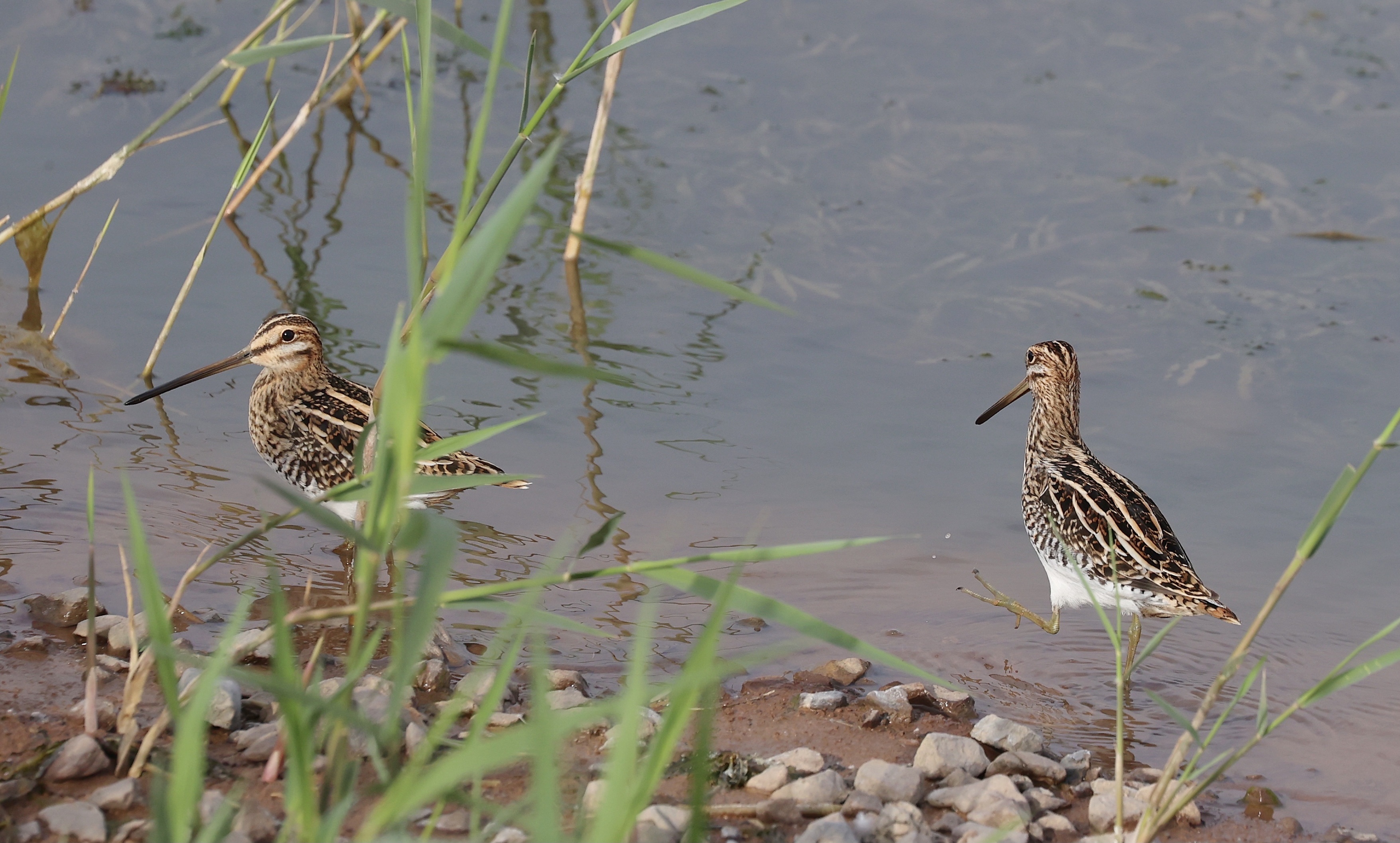 common snipe,学名:gallinago gallinago),是鸻形目丘鹬科沙锥属的