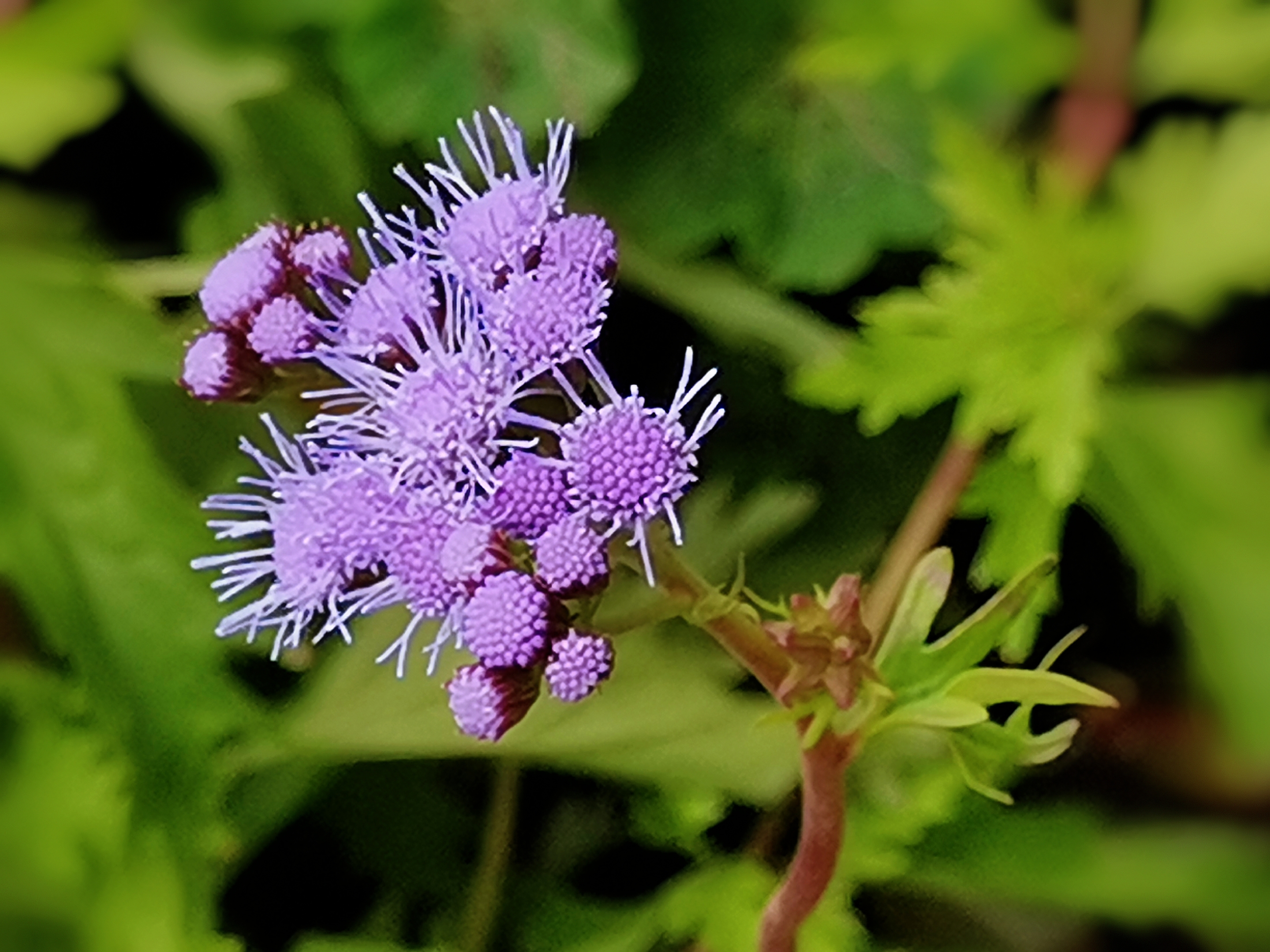 淡紫花藿香蓟首发