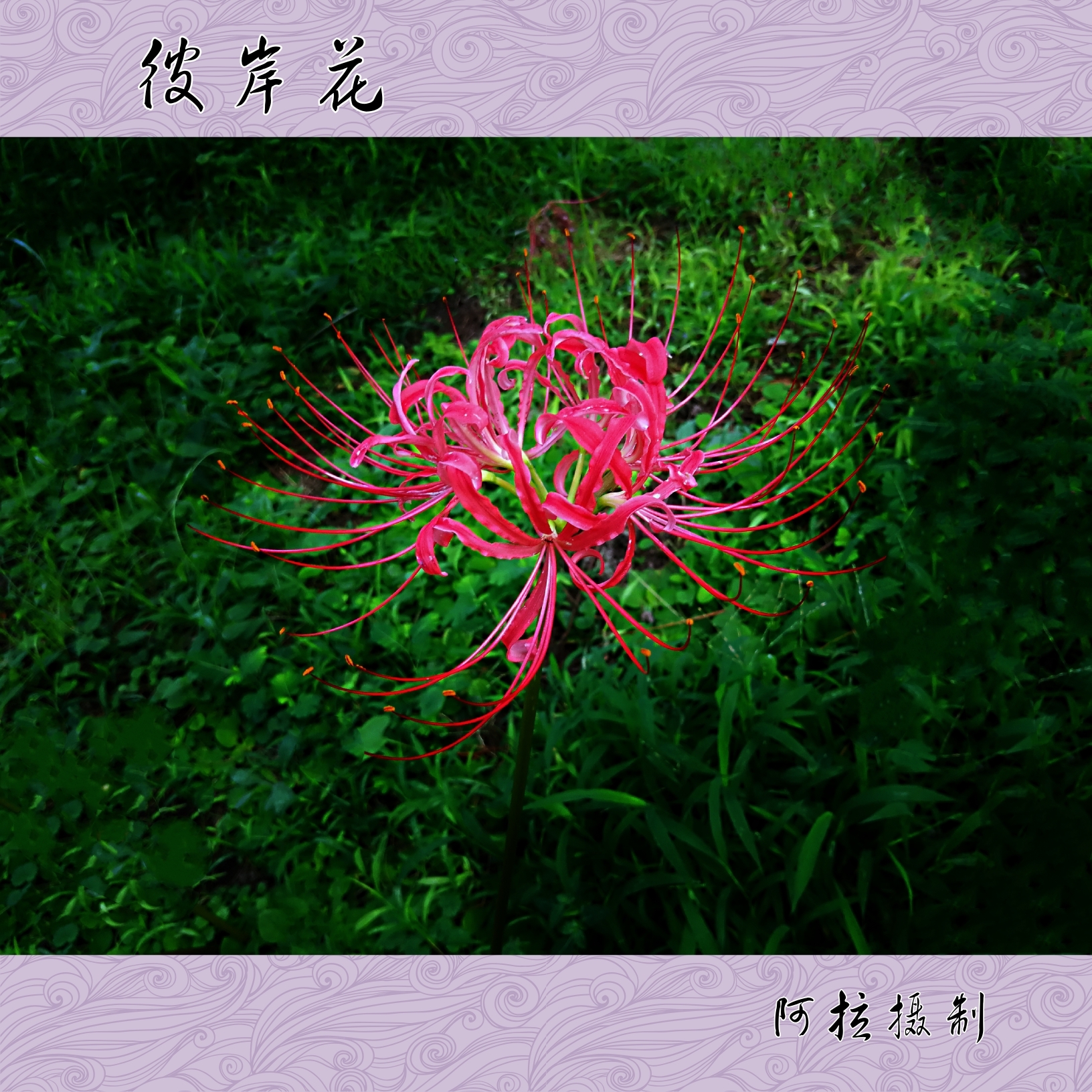凄美妖艳的彼岸花【首发】