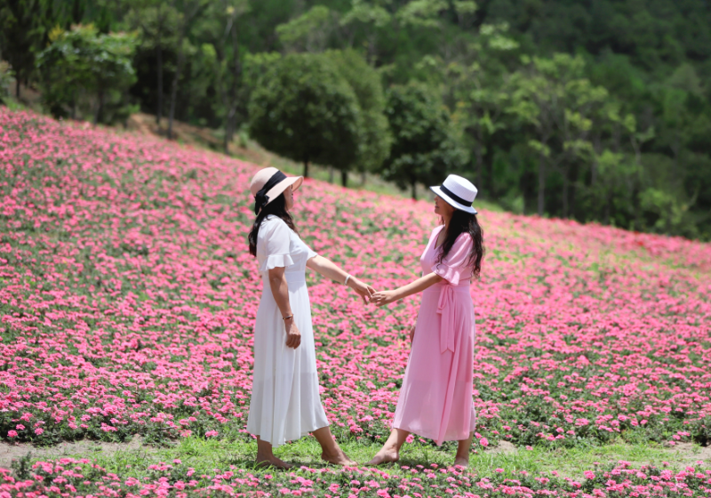 盛夏,玉山城花海开得正茂密,色彩嫣红的花朵,欣然绽放摇曳在绿叶碧空