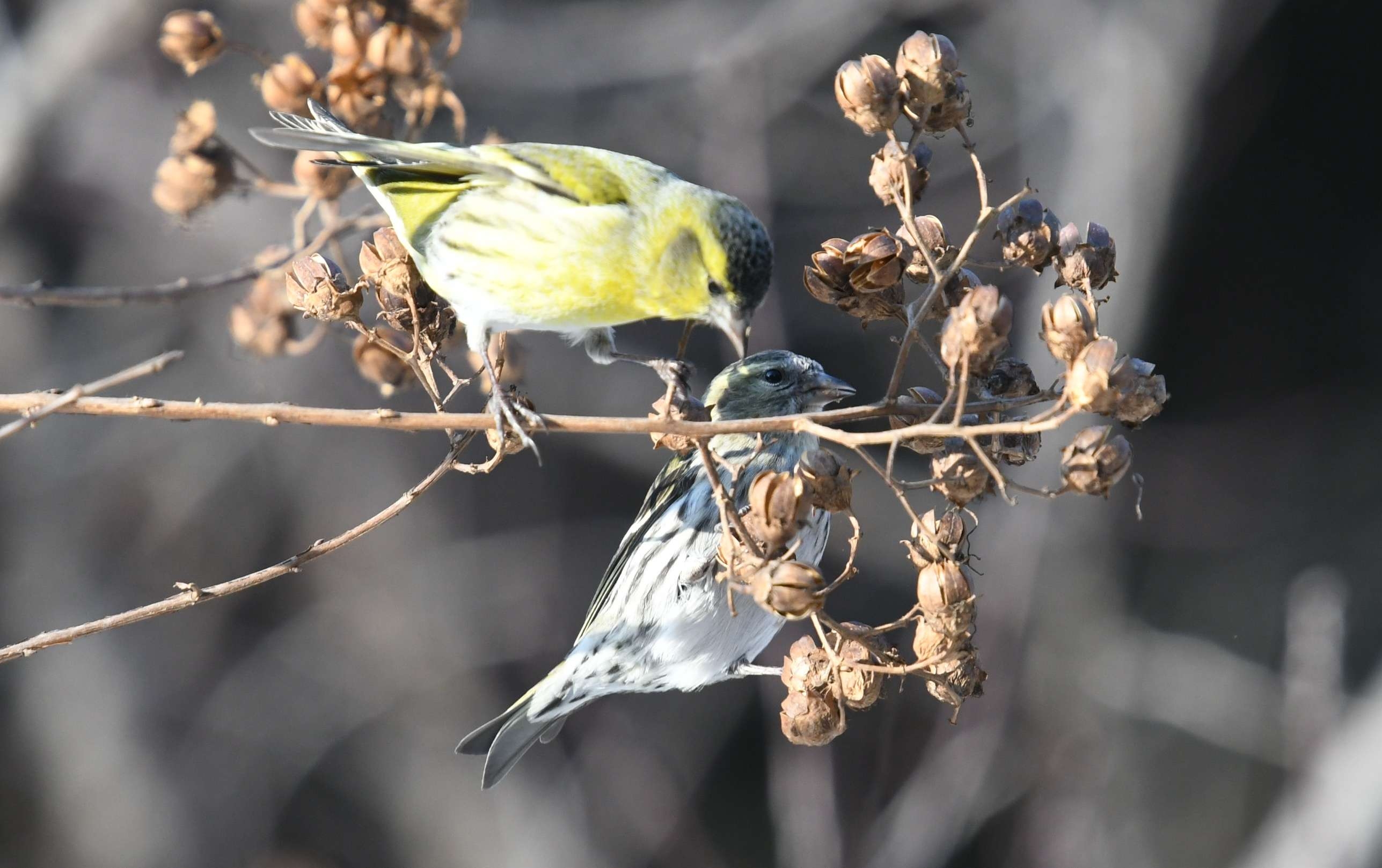 黄雀(首发原创)