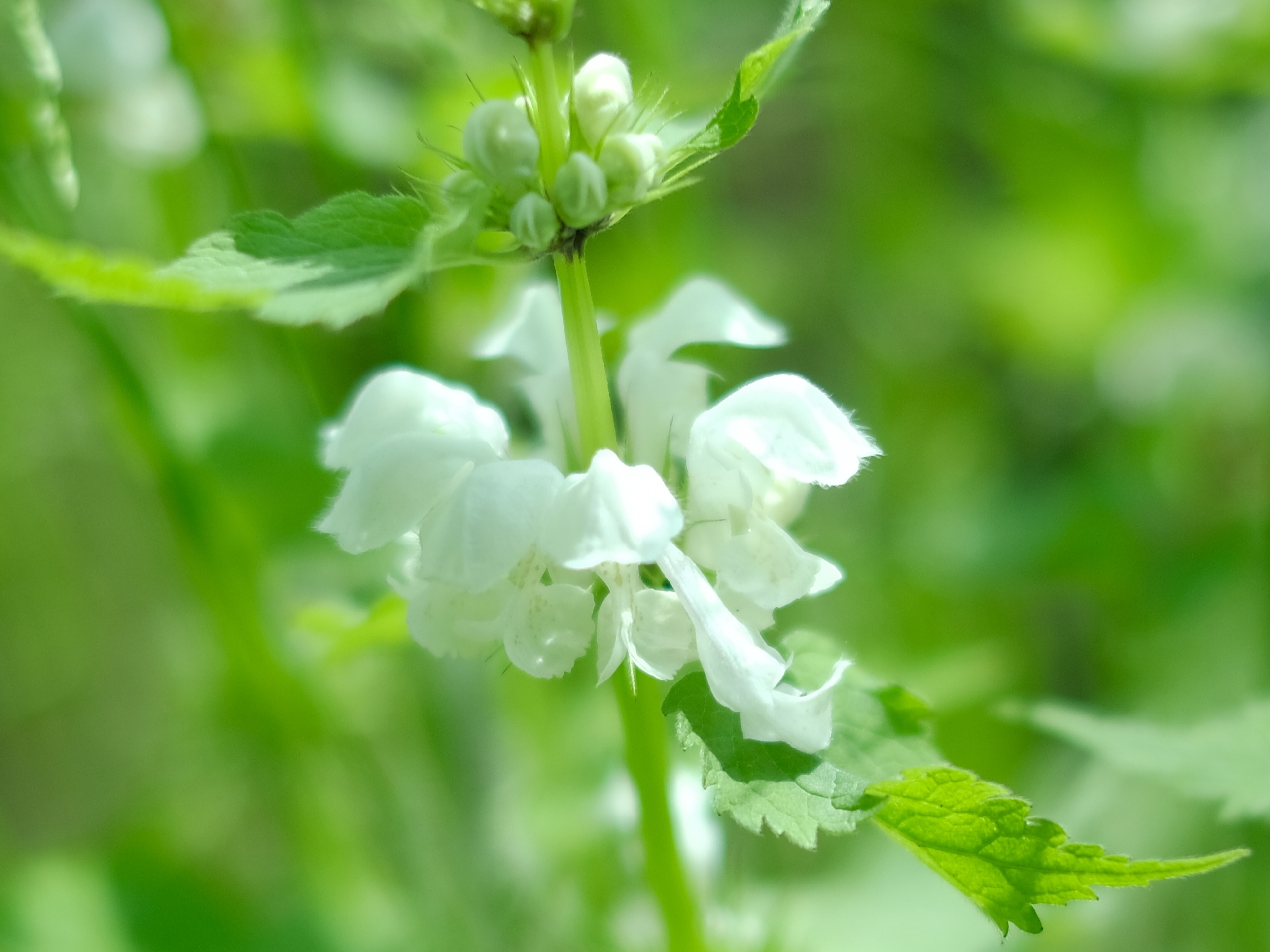 原生态野芝麻花