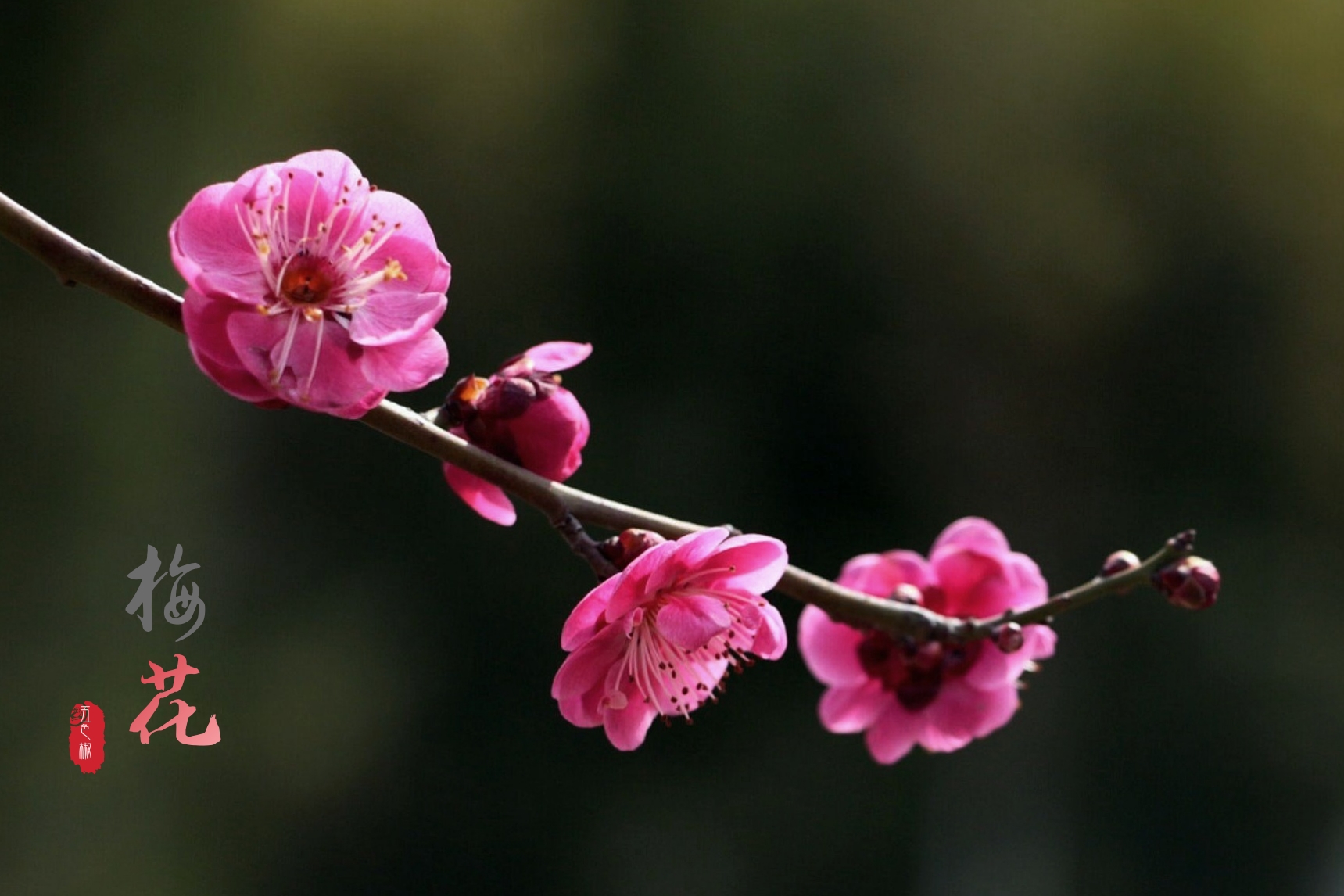 最美分享·梅花