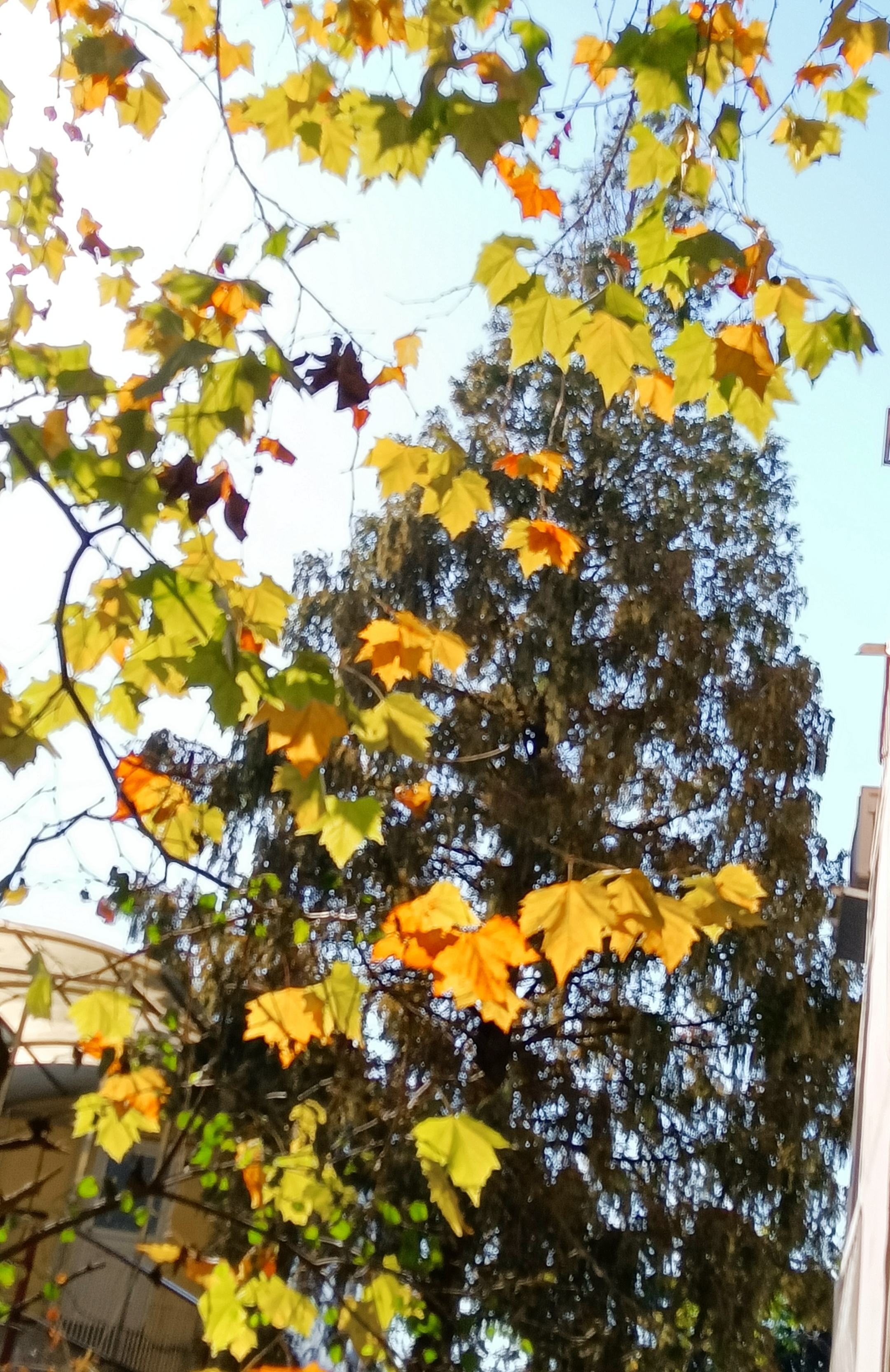 秋天的梧桐树叶,或绿,或黄,或绿中带红,秋风一吹,叶子随着风在空中