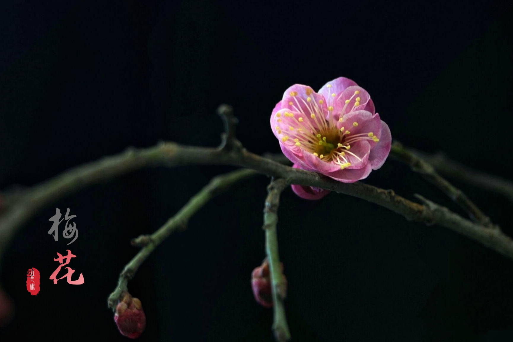 古往今来,梅花都颇受人们的喜爱和赞赏,梅花坚强,忠贞,高雅,恬静