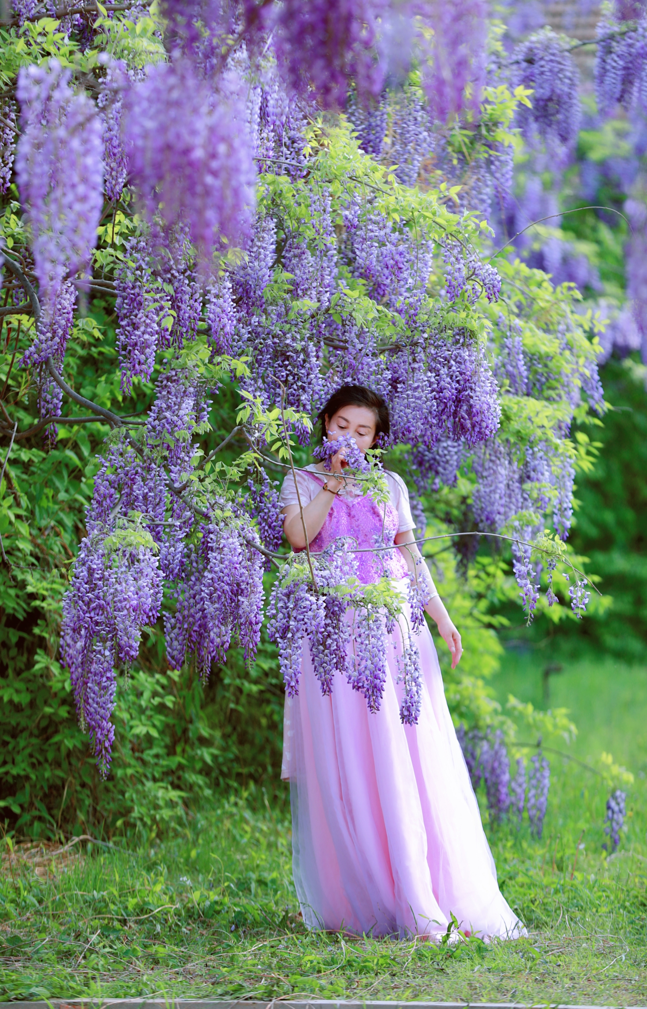 户外人像紫藤花