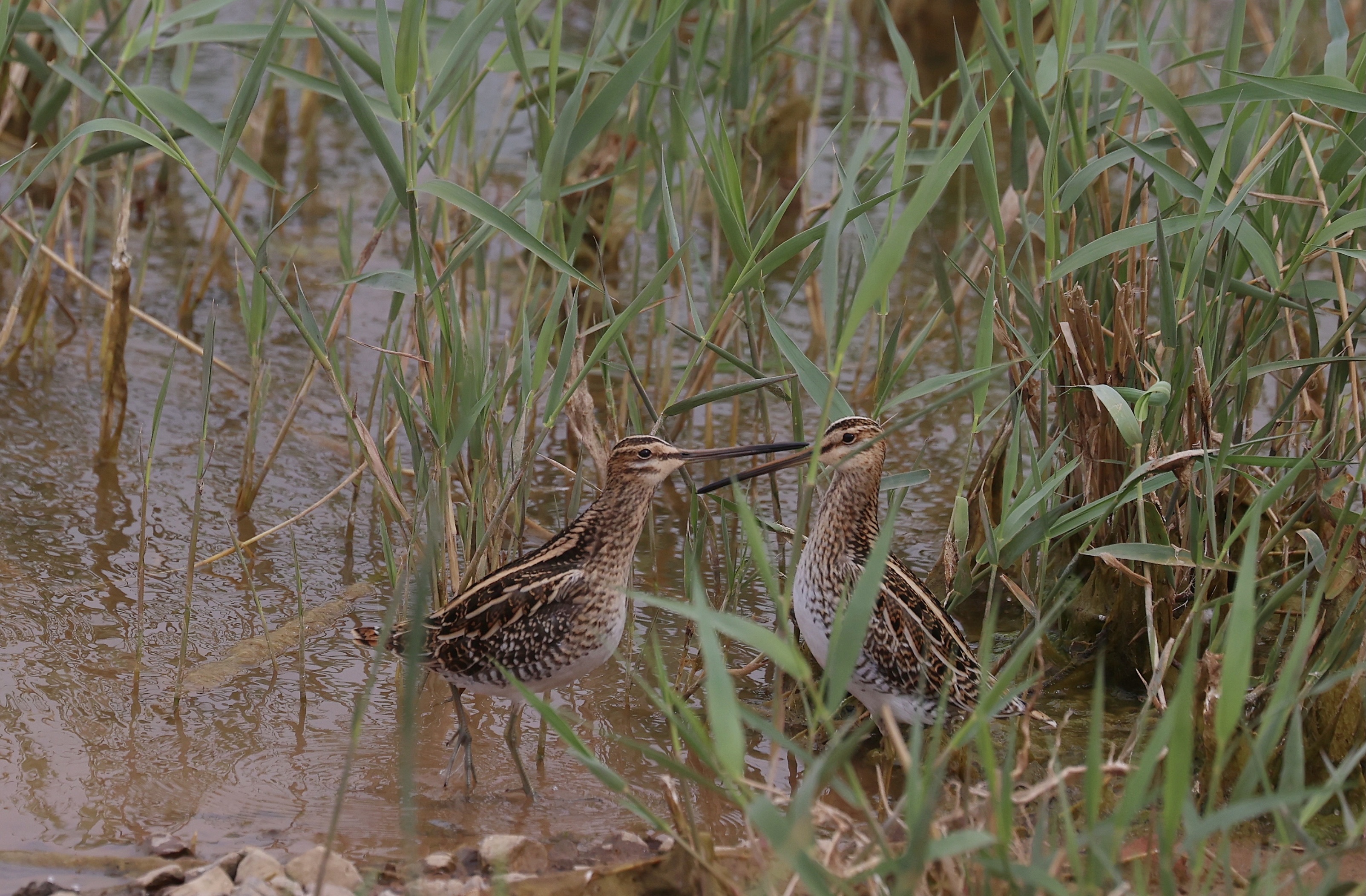 common snipe,学名:gallinago gallinago),是鸻形目丘鹬科沙锥属的