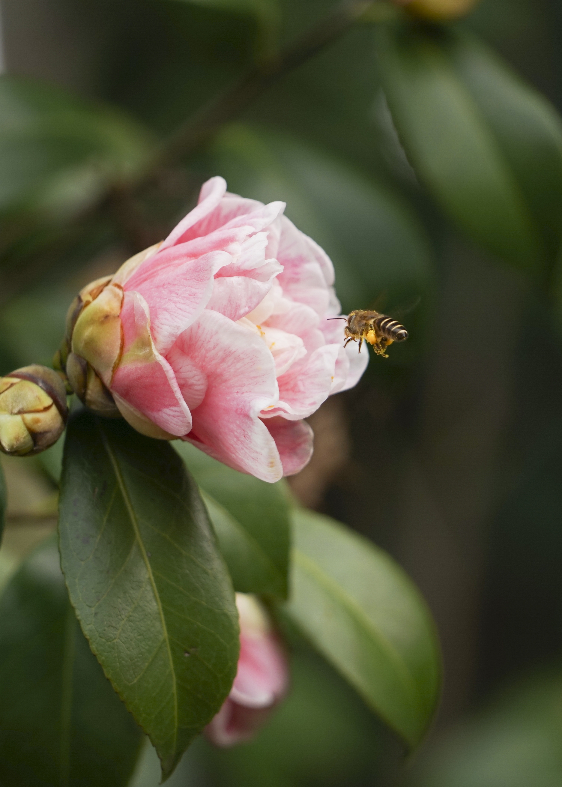 山茶花