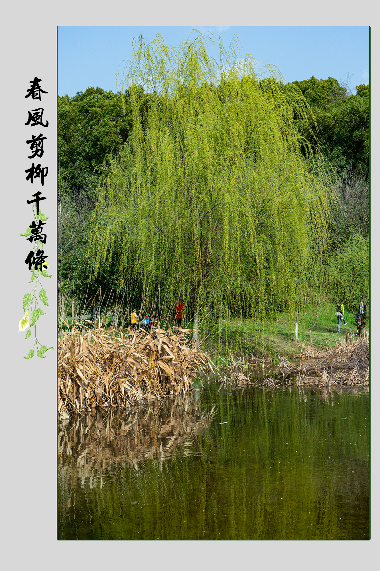 春天来了,在公园,在湖边,在河畔到处都可以看杨柳轻歌曼舞.