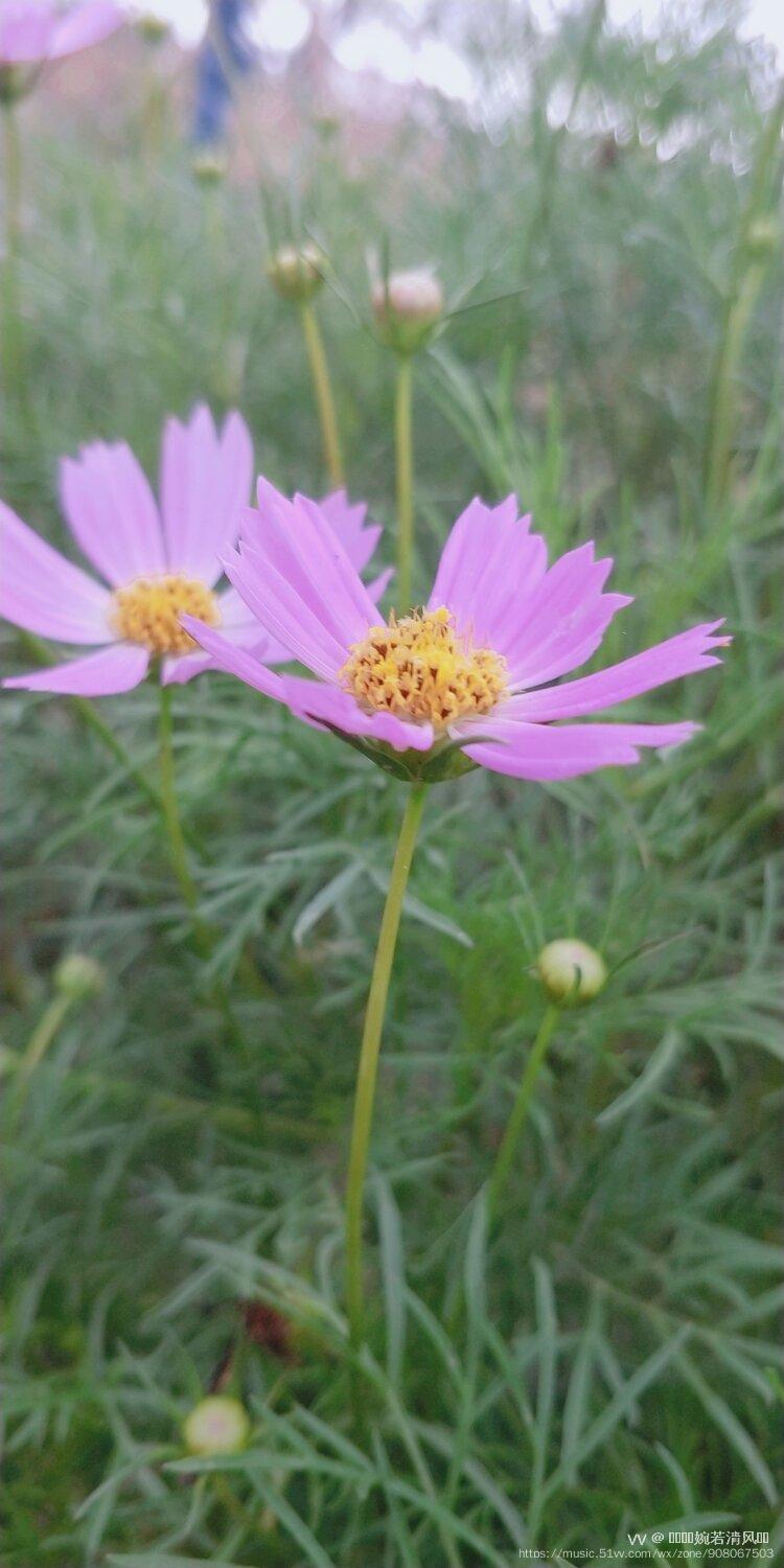 路边的野花