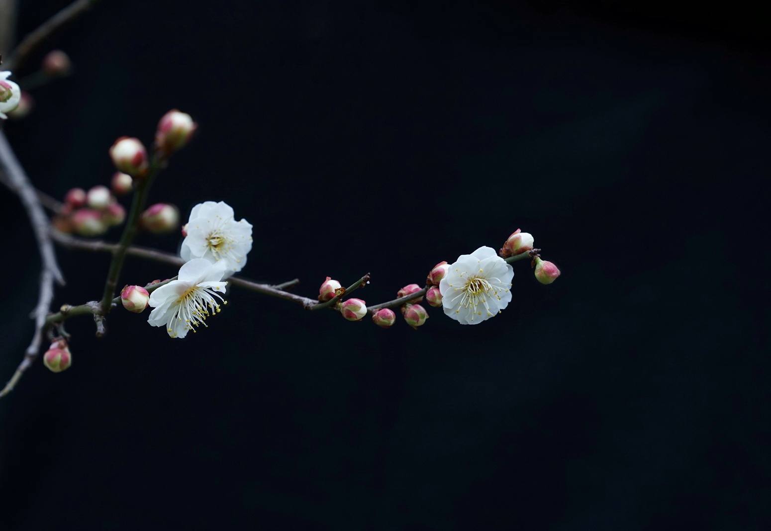 (首发)一枝梅花迎春来