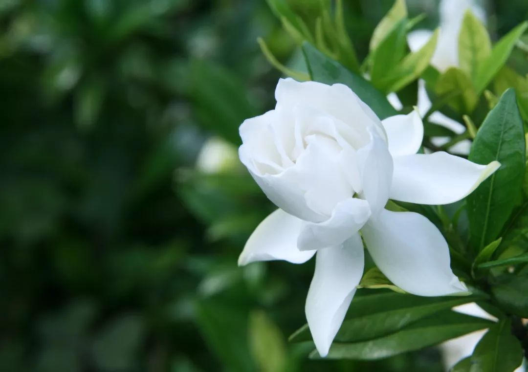 【那年,栀子花开】首发