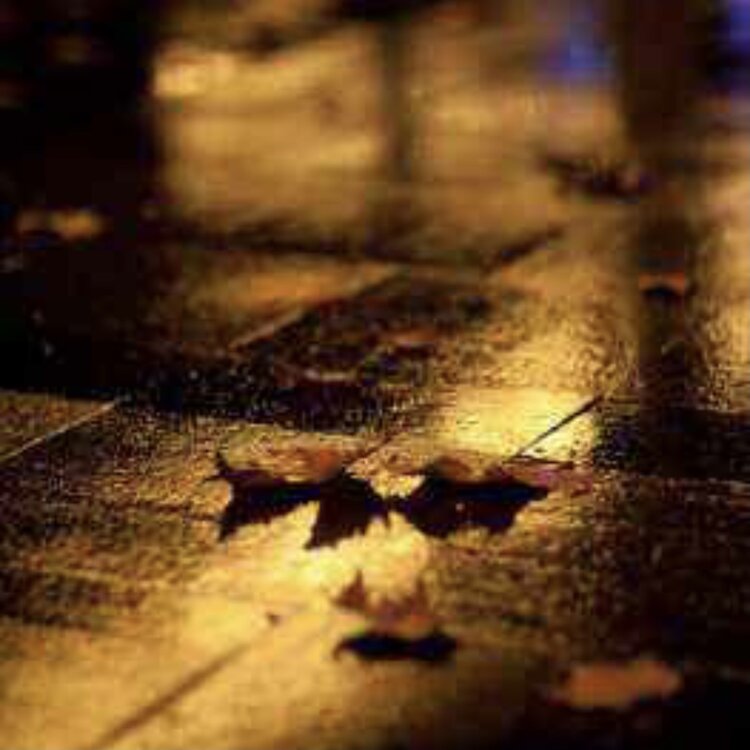 首发朗诵深秋的雨夜