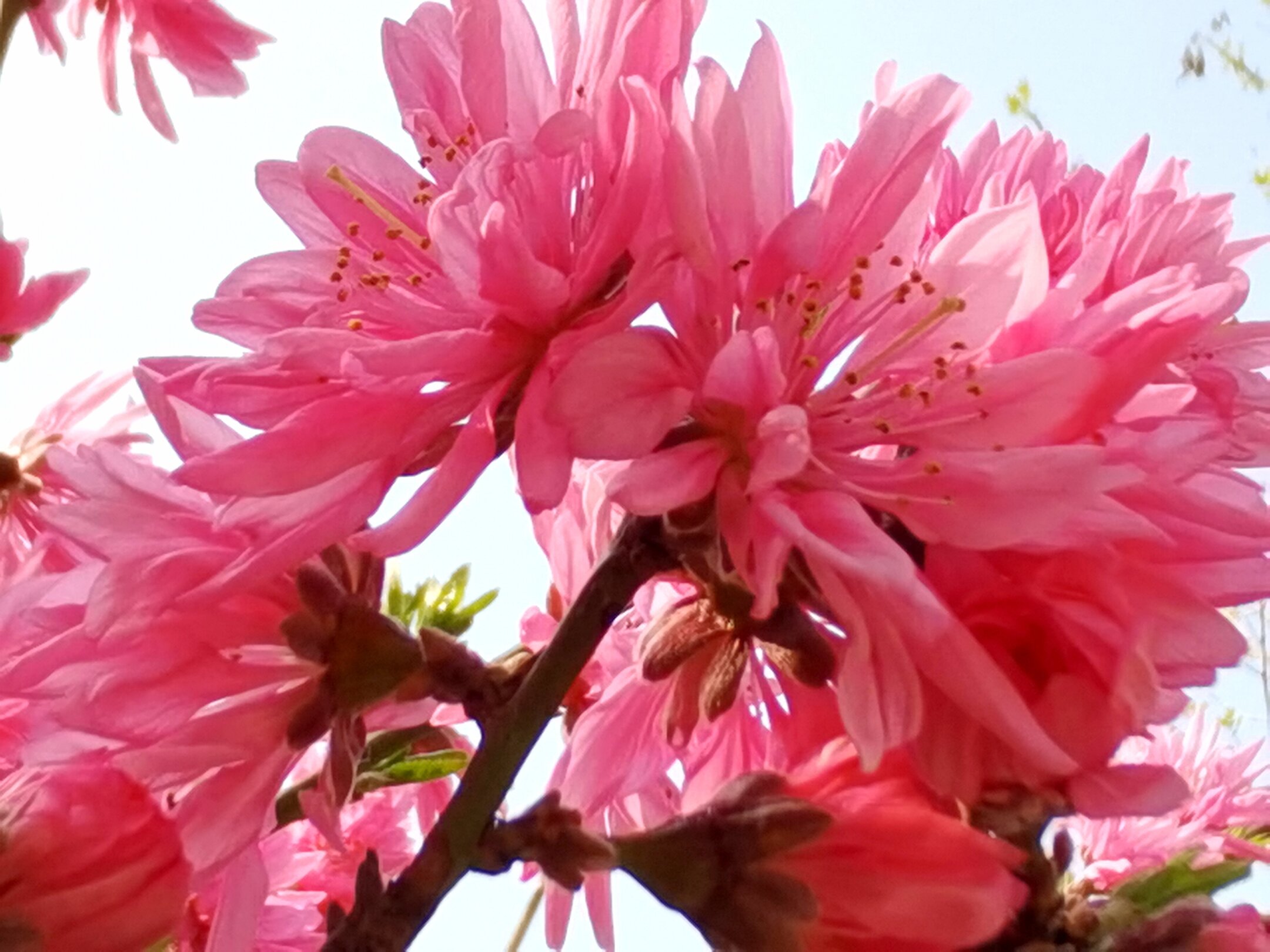 菊花桃