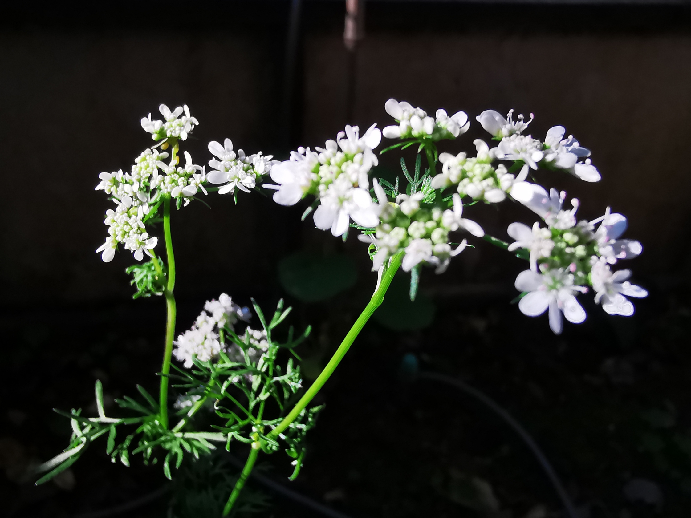 芫荽花原创首发