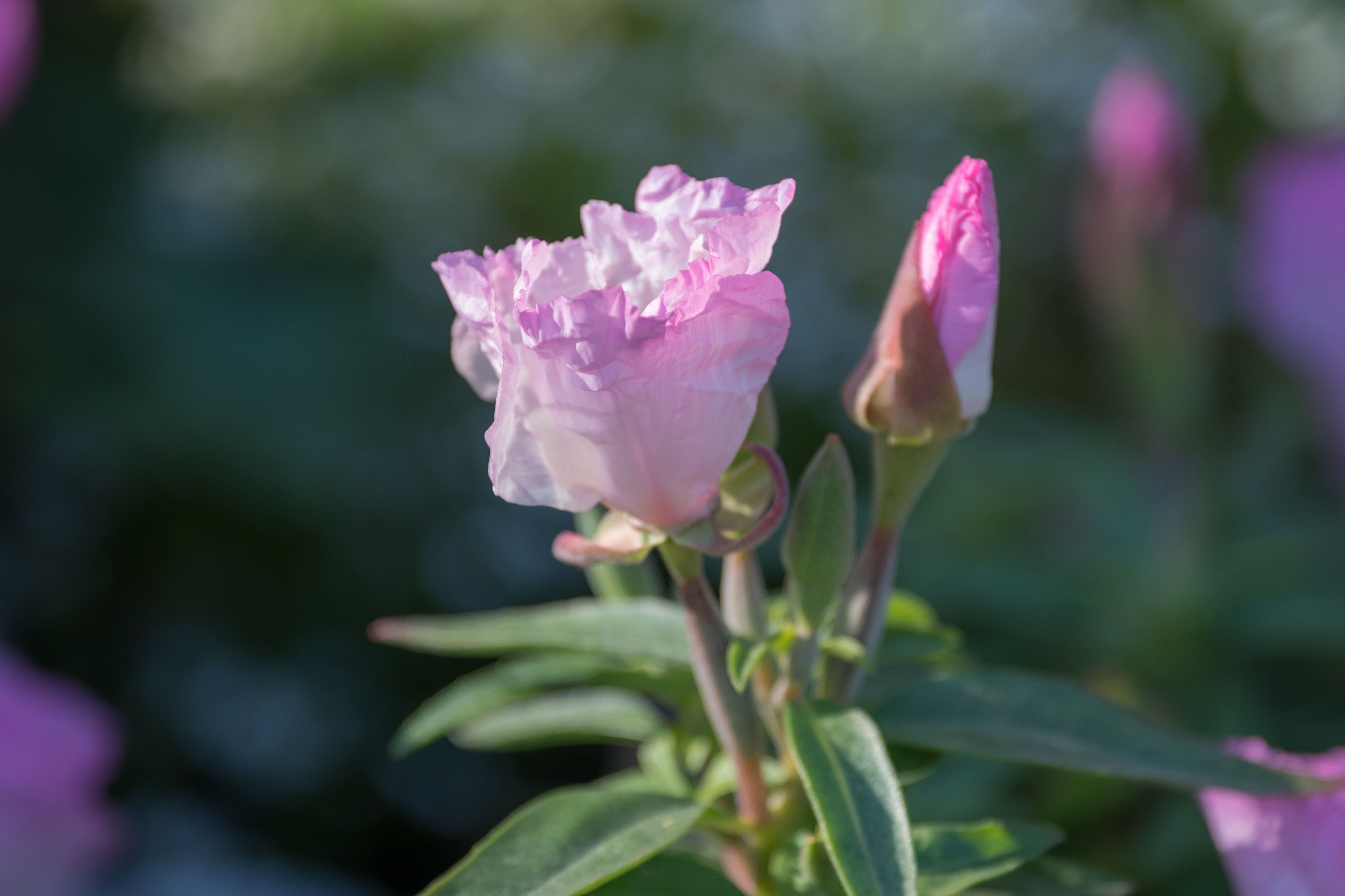 首发古代稀花