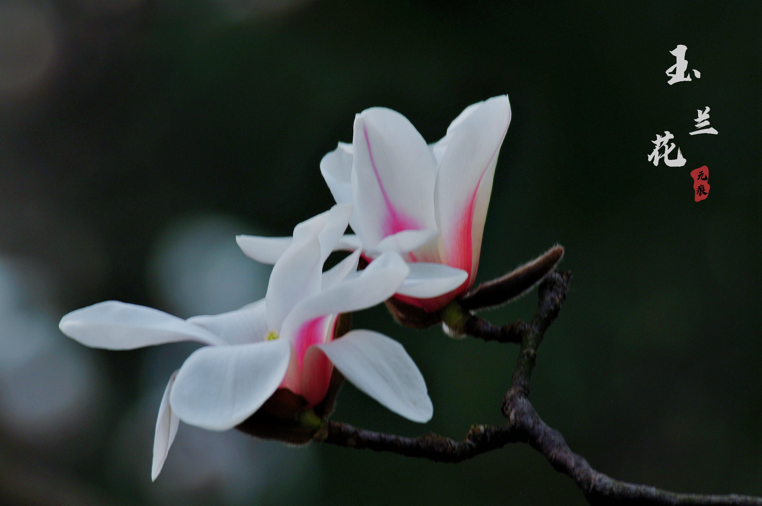 玉兰花