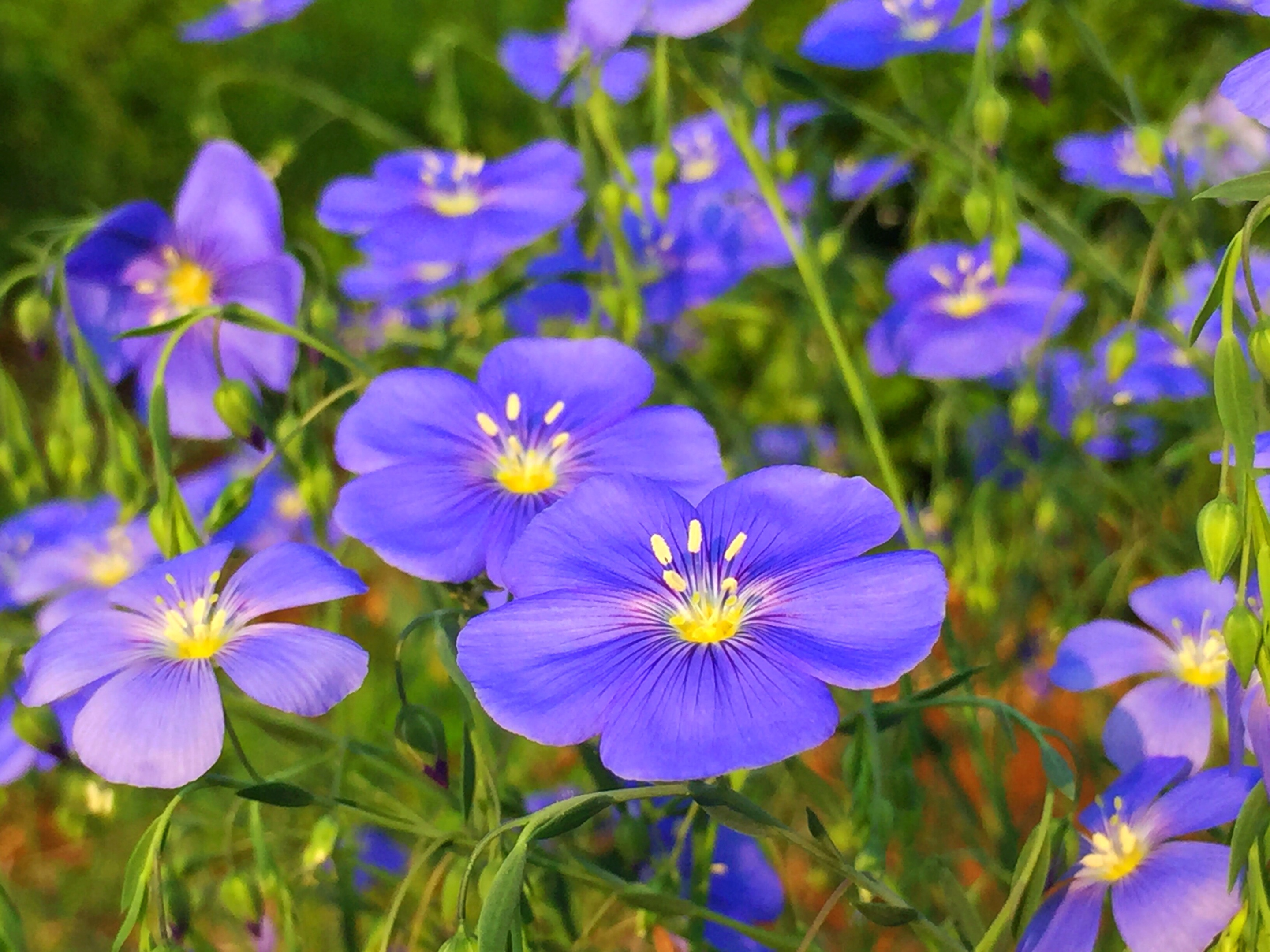 胡麻花开