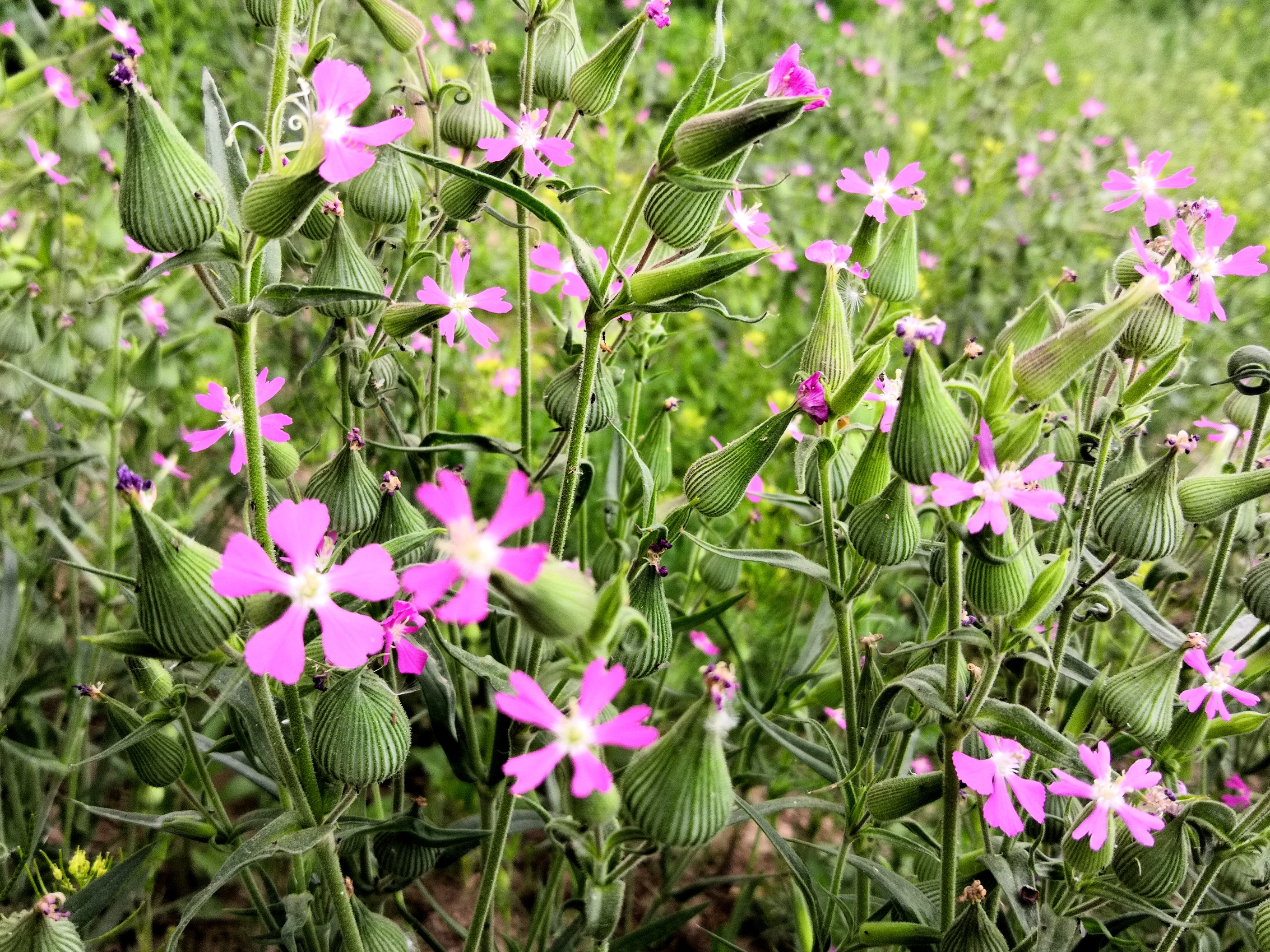 麦瓶草【首发】