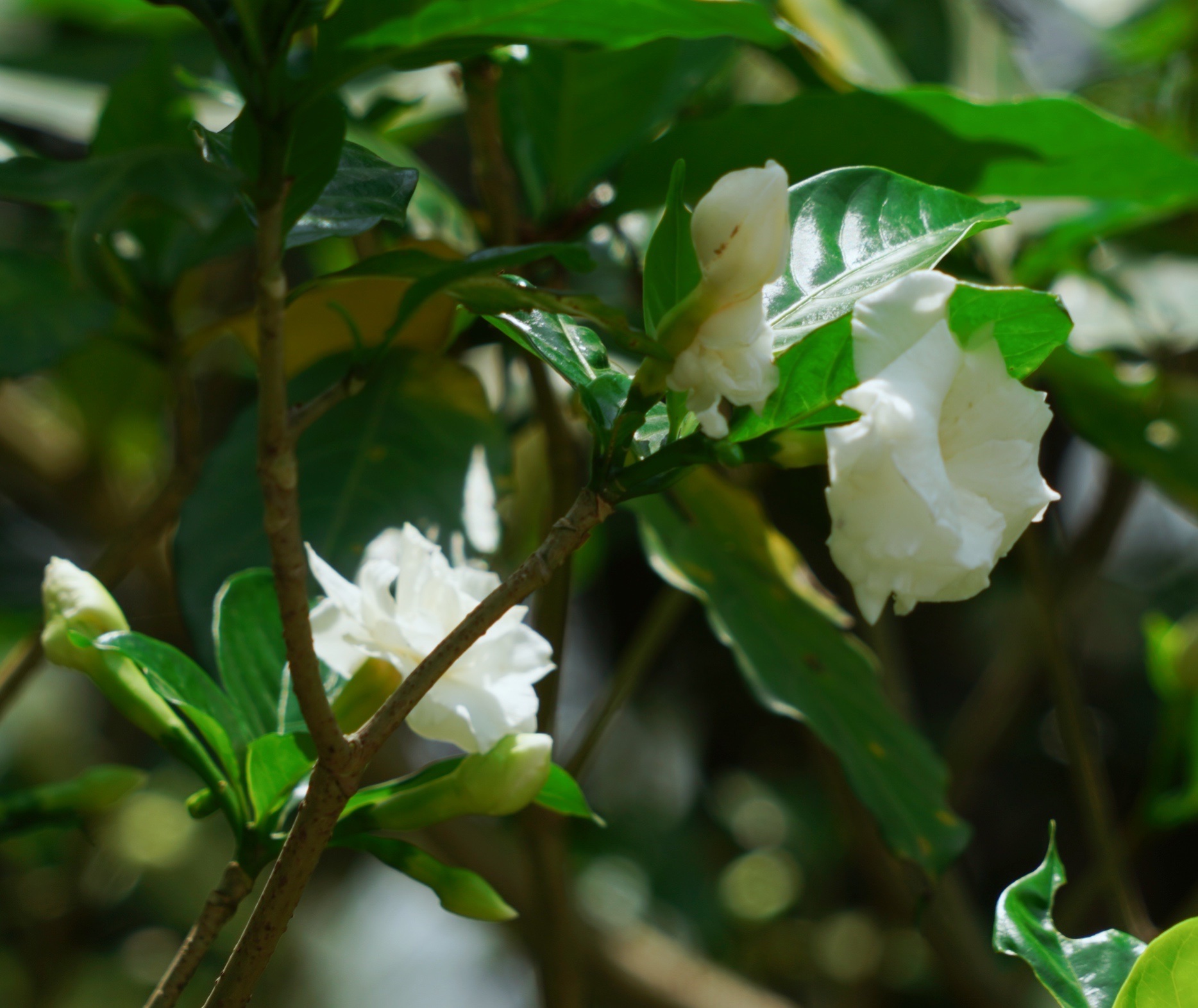 原创首发狗牙花