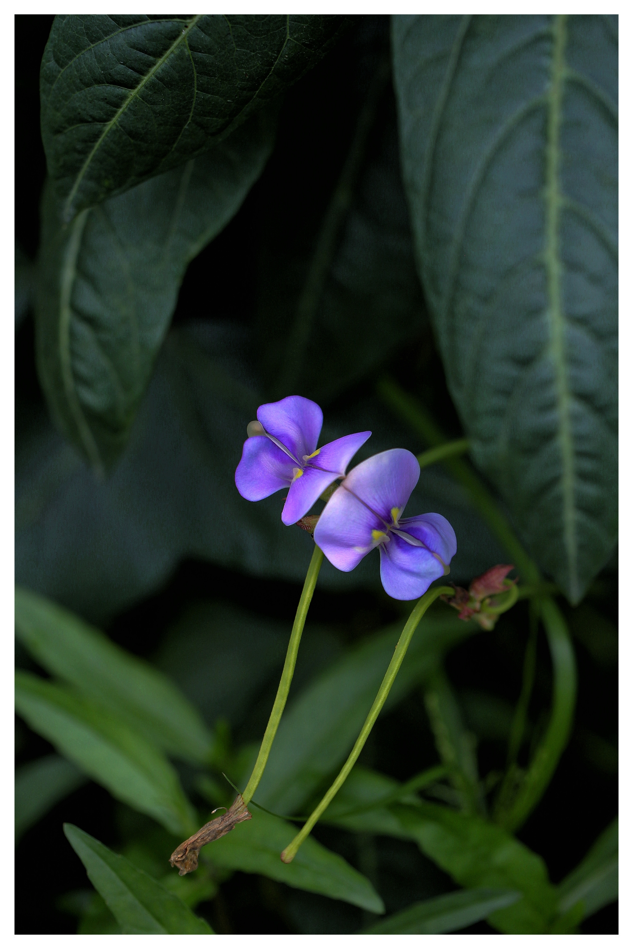 浅夏的蔬菜开花啦