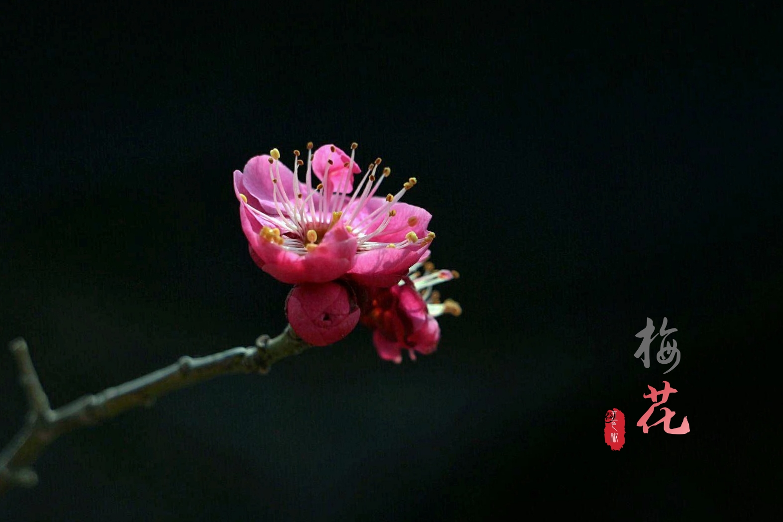 最美分享·梅花