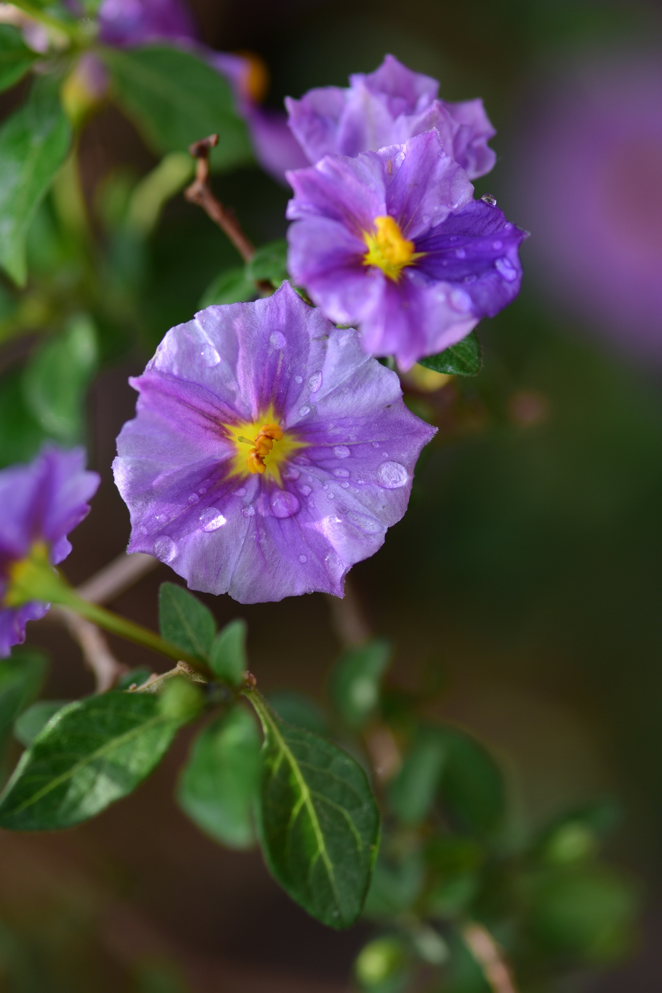 小小蓝花茄(首发)