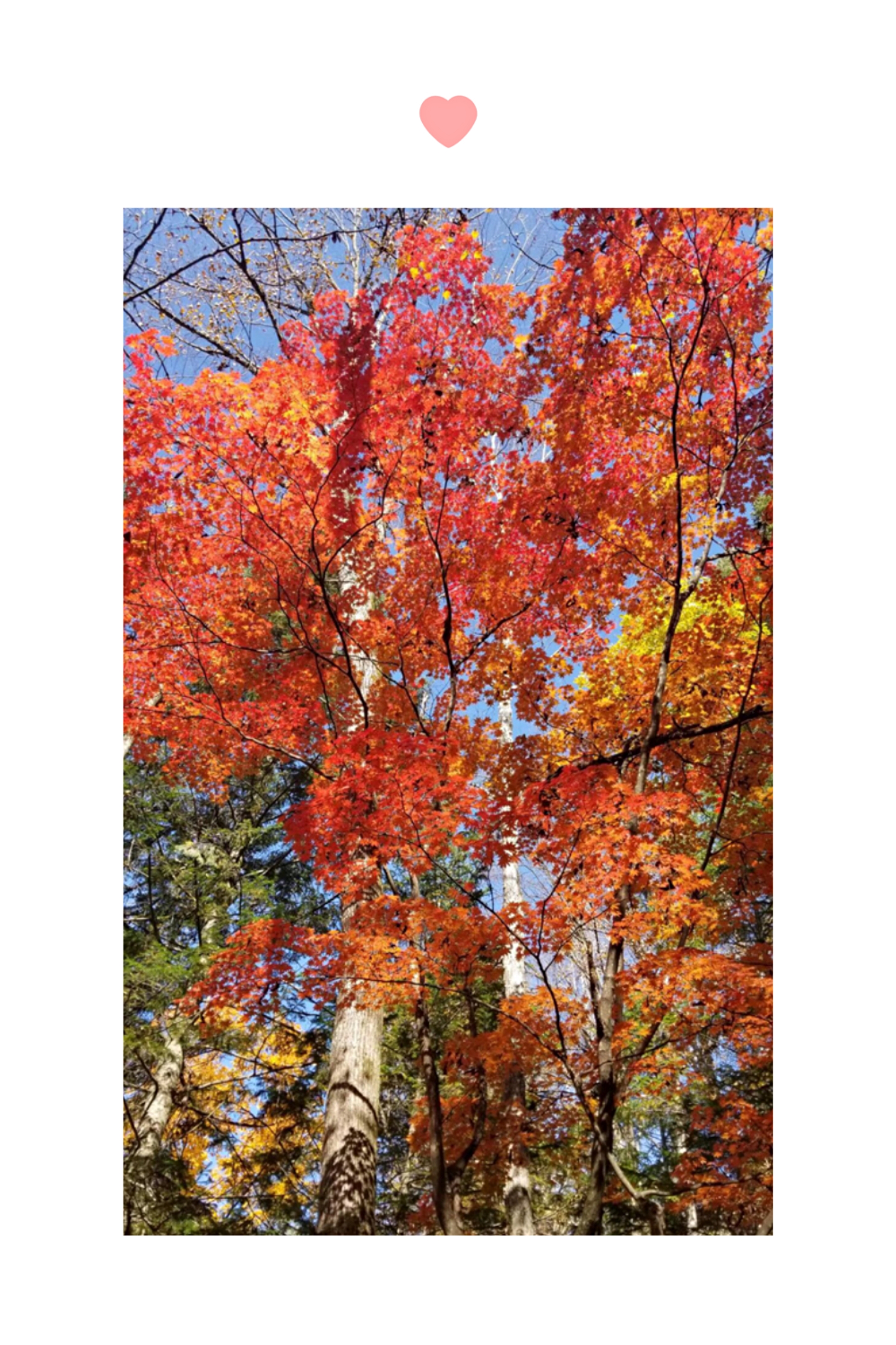 枫叶景区