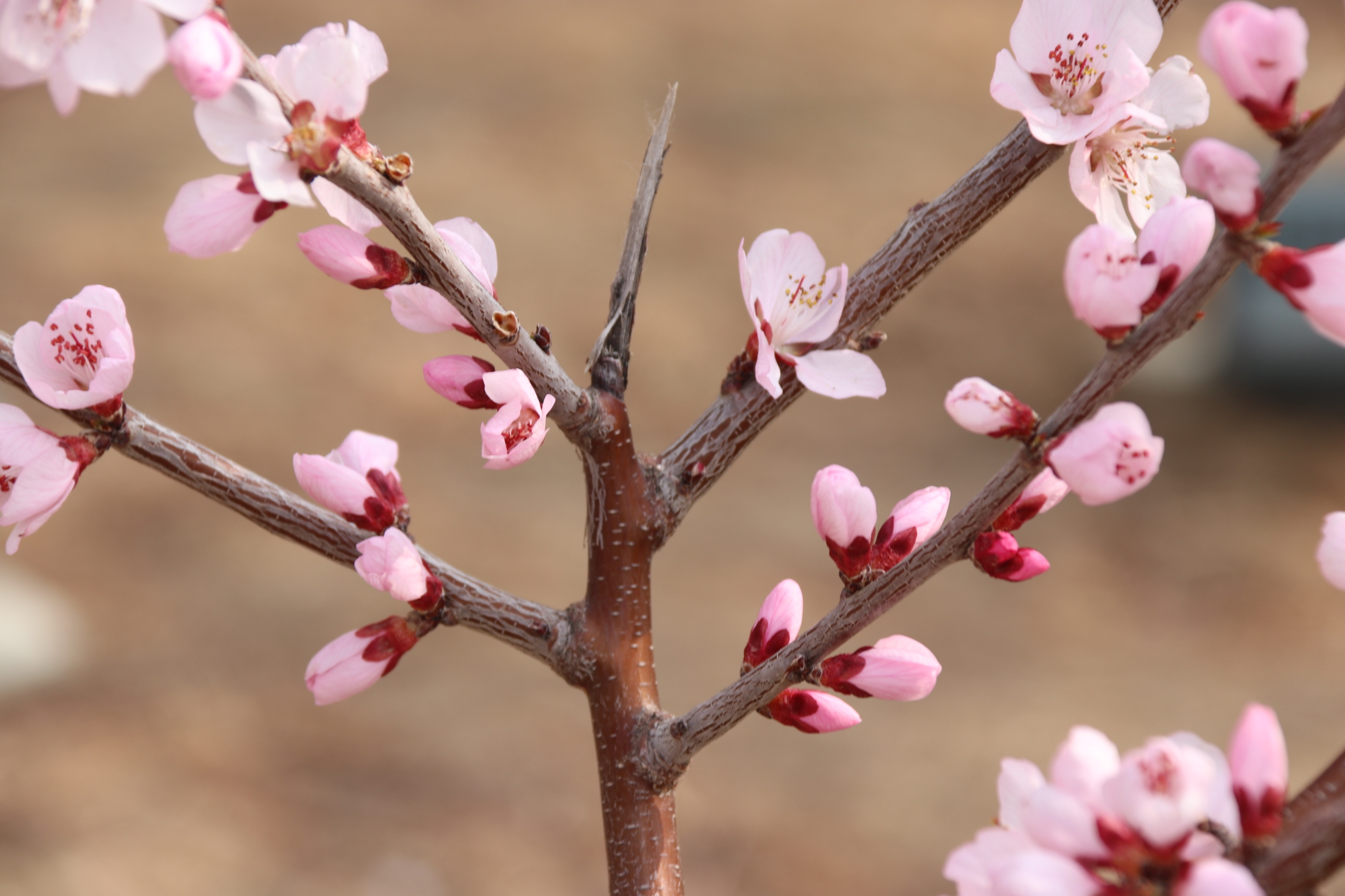 山桃花