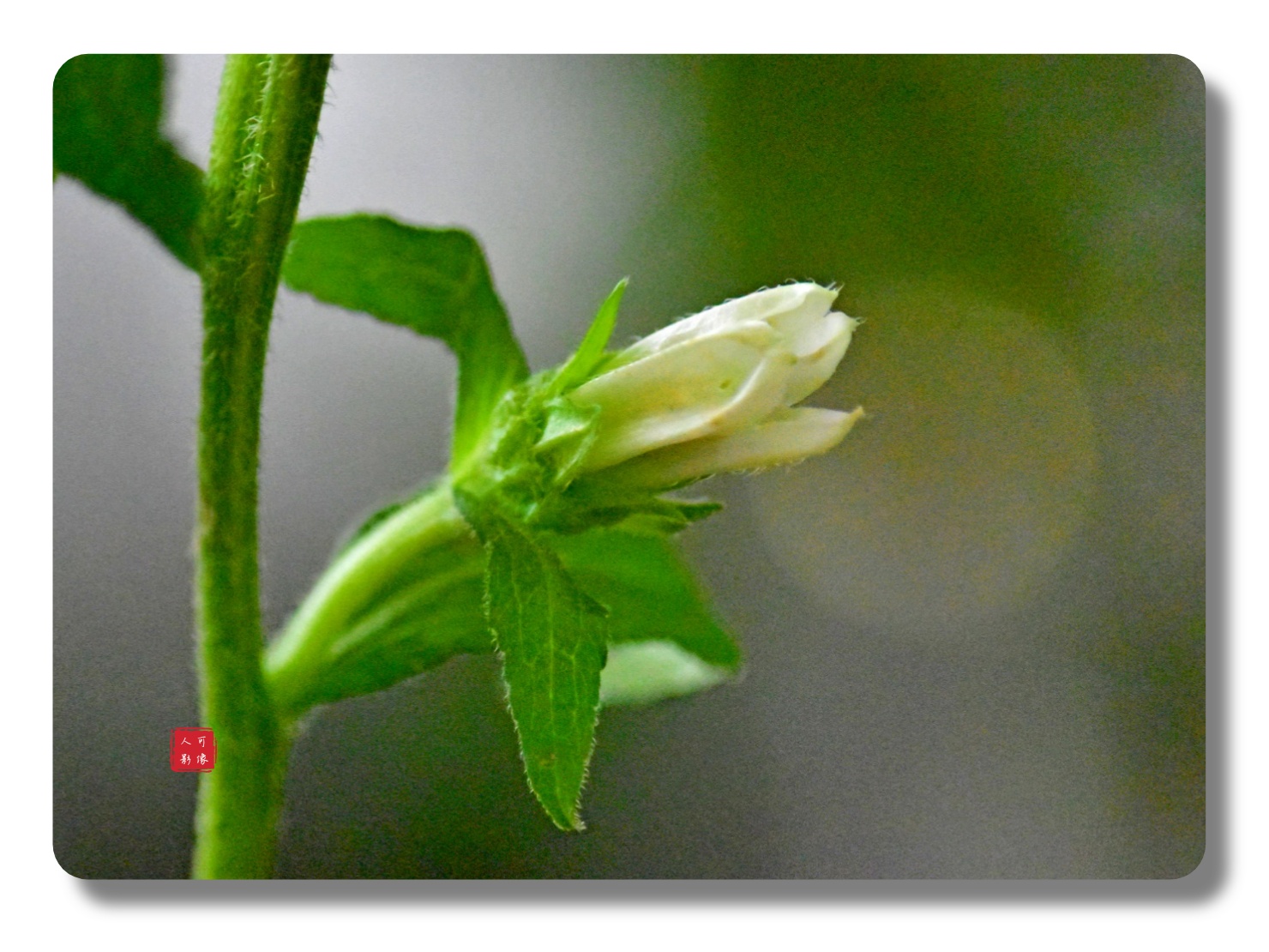 风铃草,桔梗科,风铃草属,二年生宿根草本植物,株高50-120厘米;风铃草