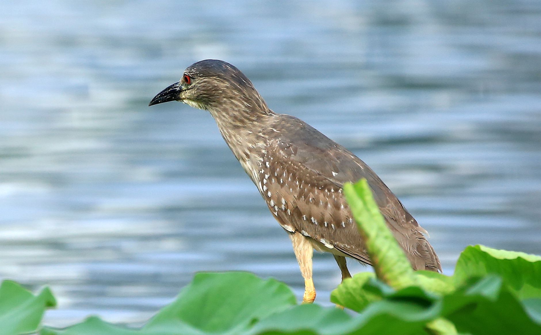 含全部种类的湿地水鸟潜鸟目,䴙鷉目(piti),鹳形目,雁形目,鸻形目
