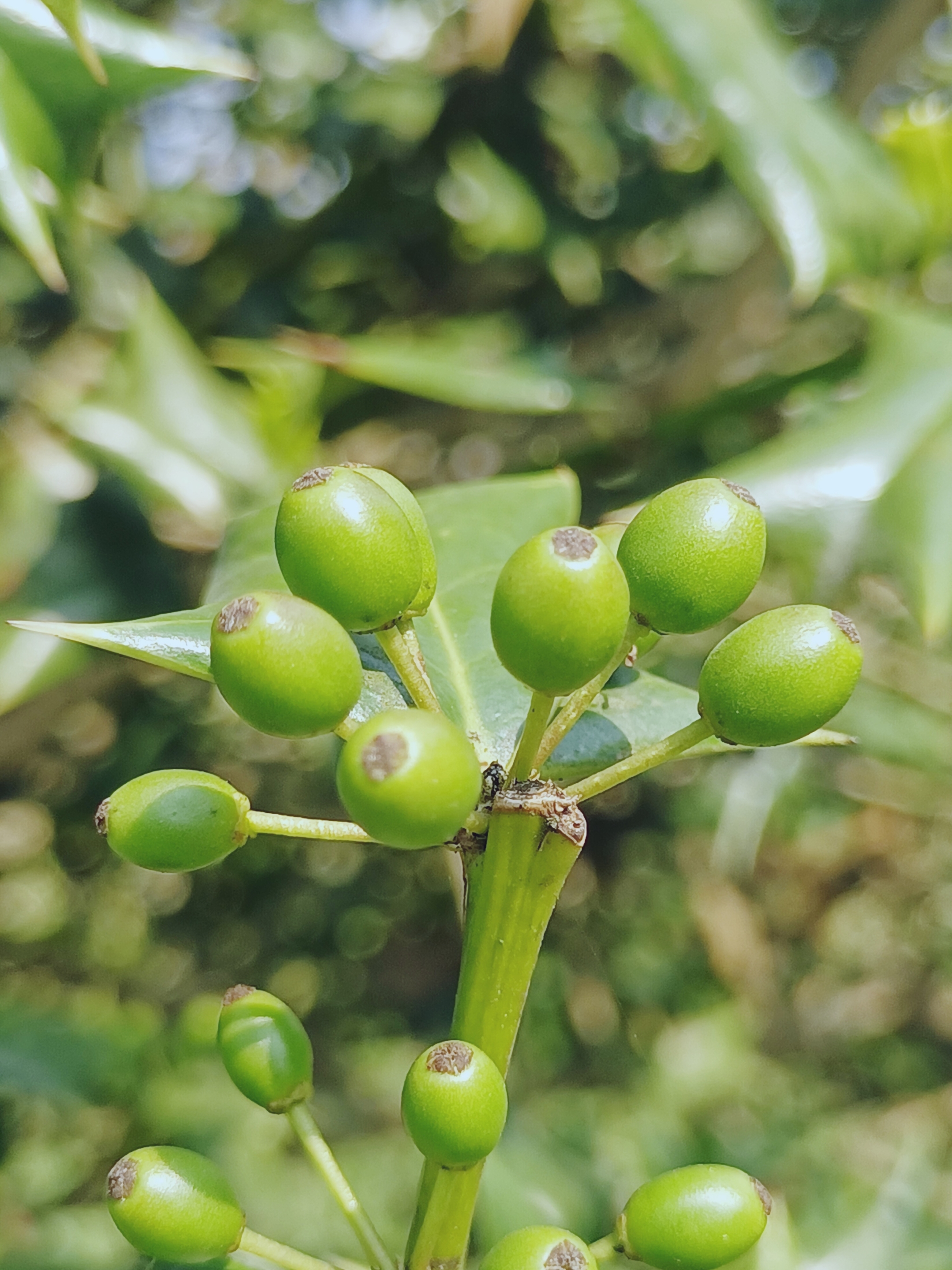 首发枸骨籽