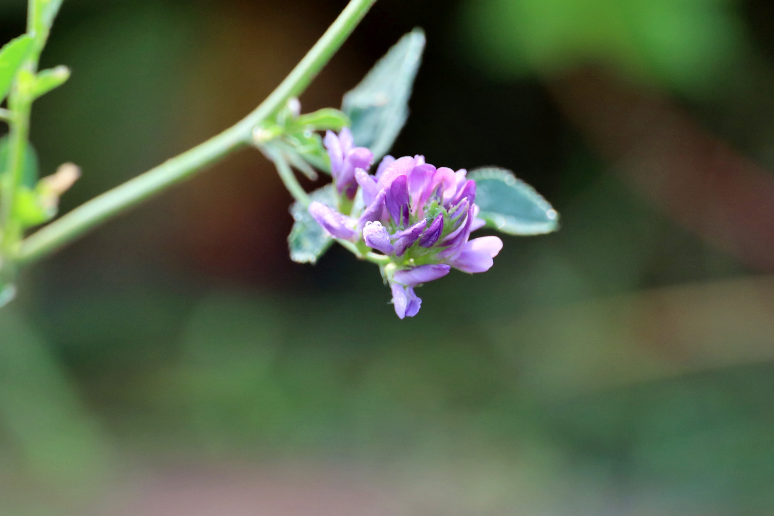 紫苜蓿花