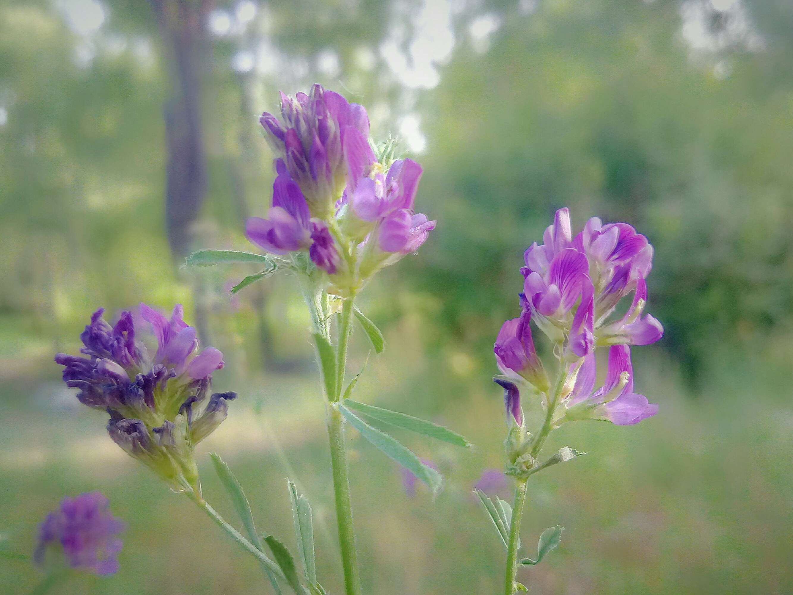 还是恋爱 本草纲目:苜蓿 学名:medicago sativa linn.