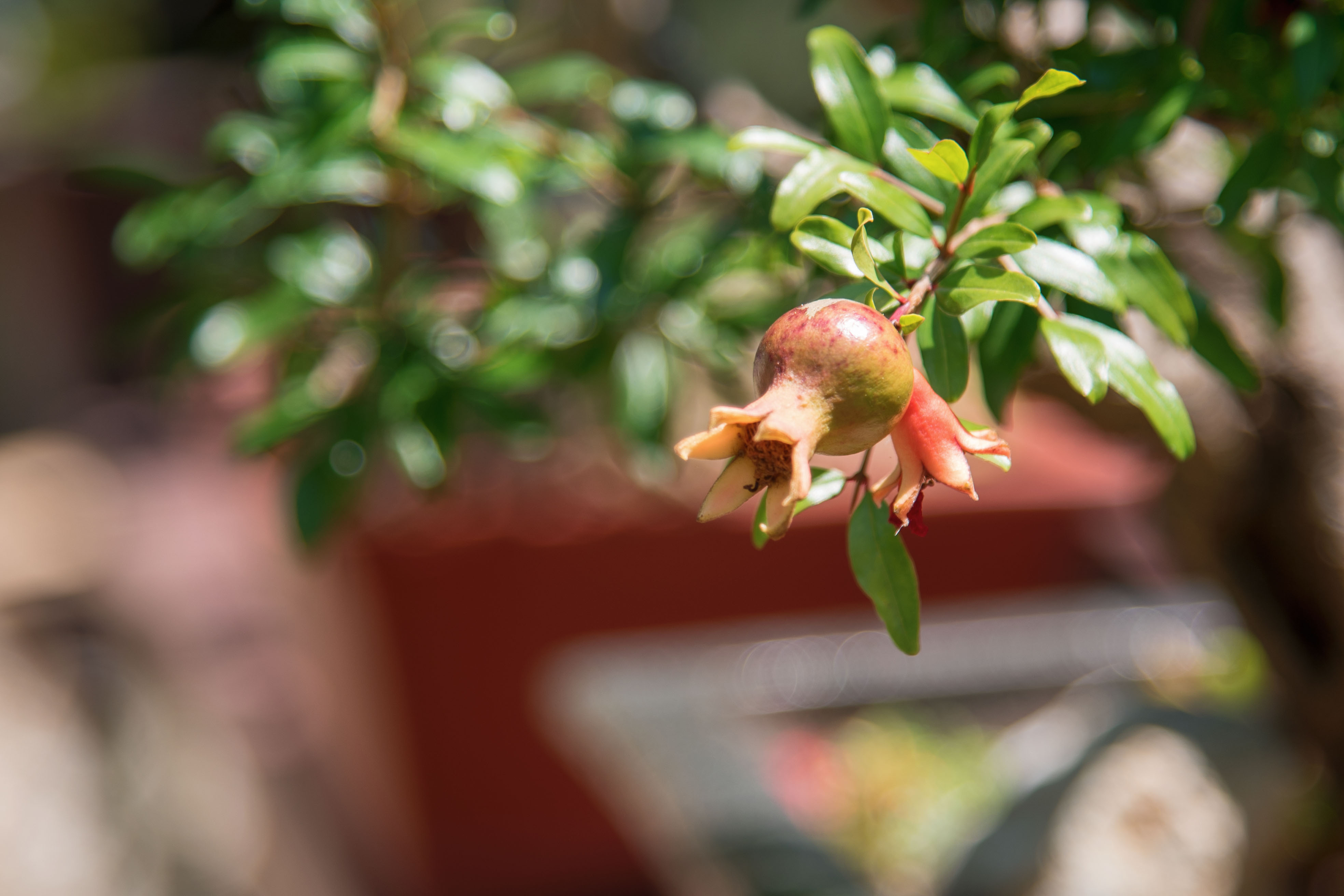 首发石榴花