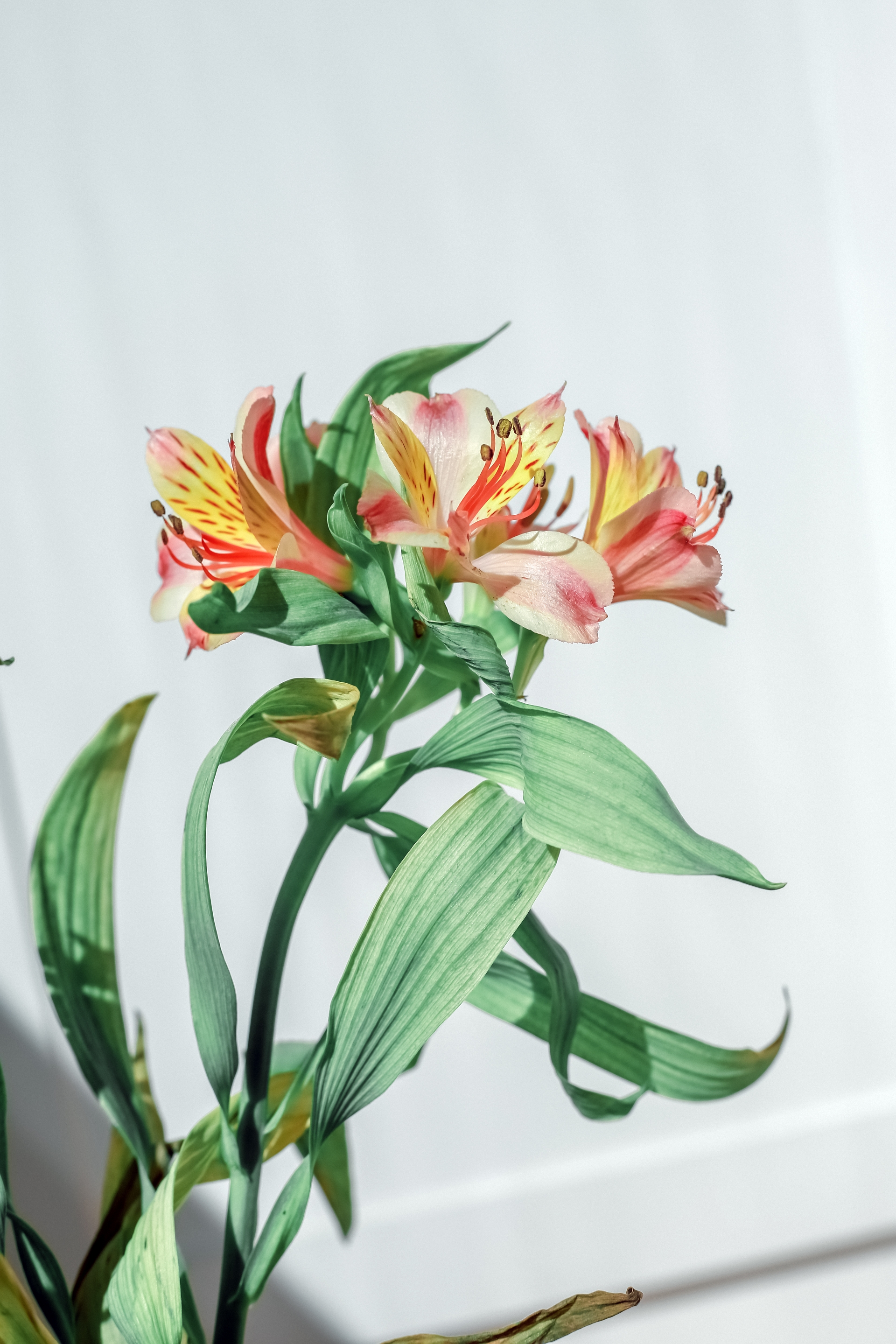 百合花