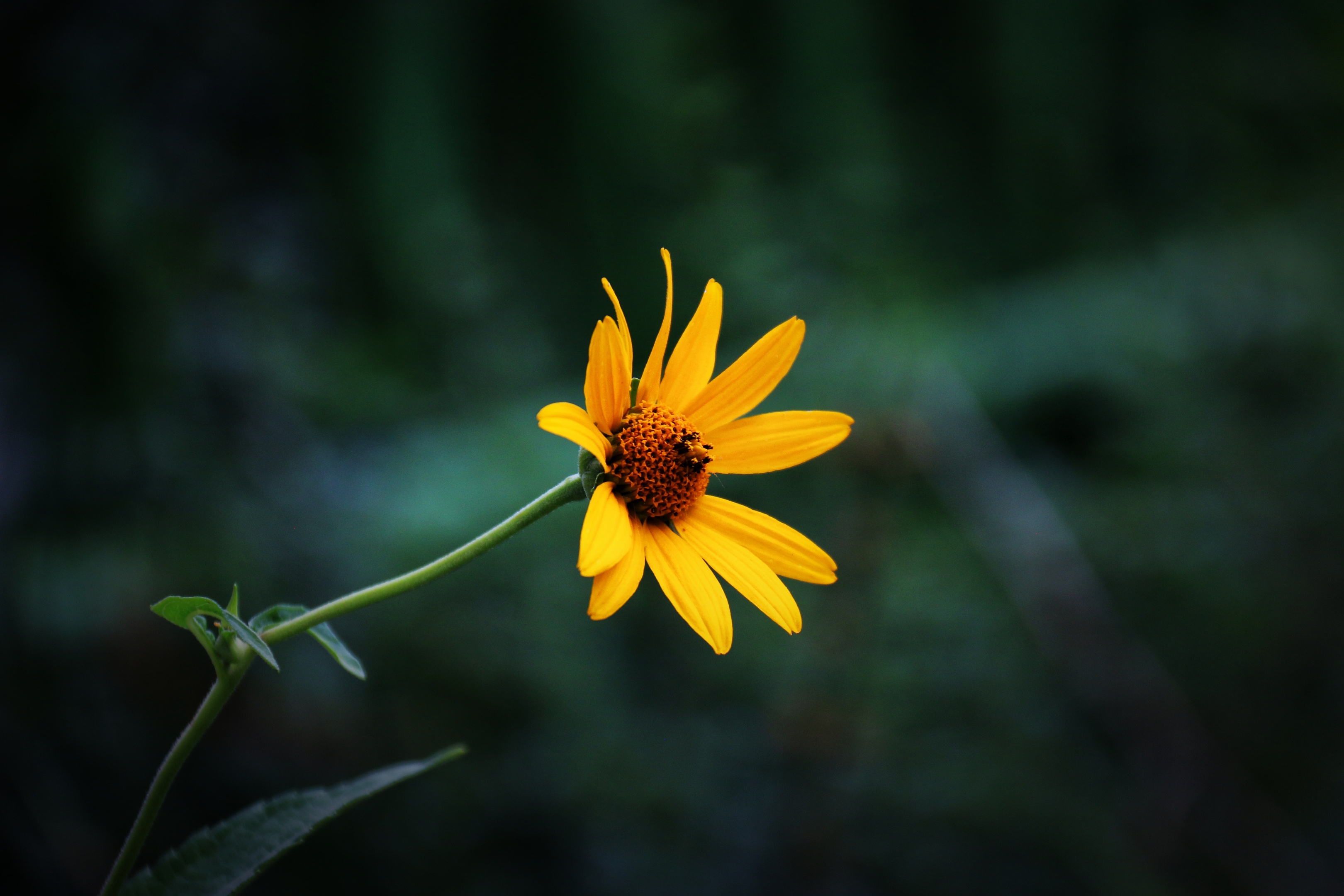 日光菊花语