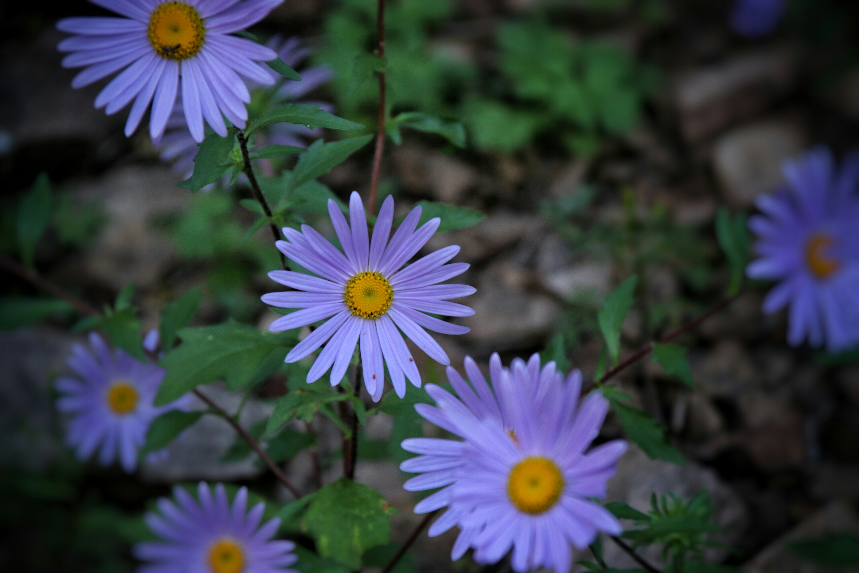 紫菀花